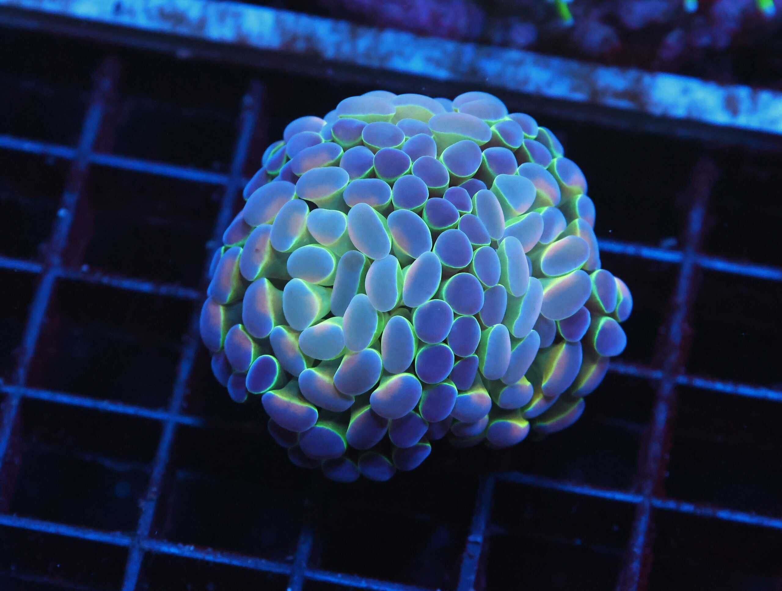 J17 - INDO HAMMER BRANCH PURPLE PRINCESS 2 HEAD