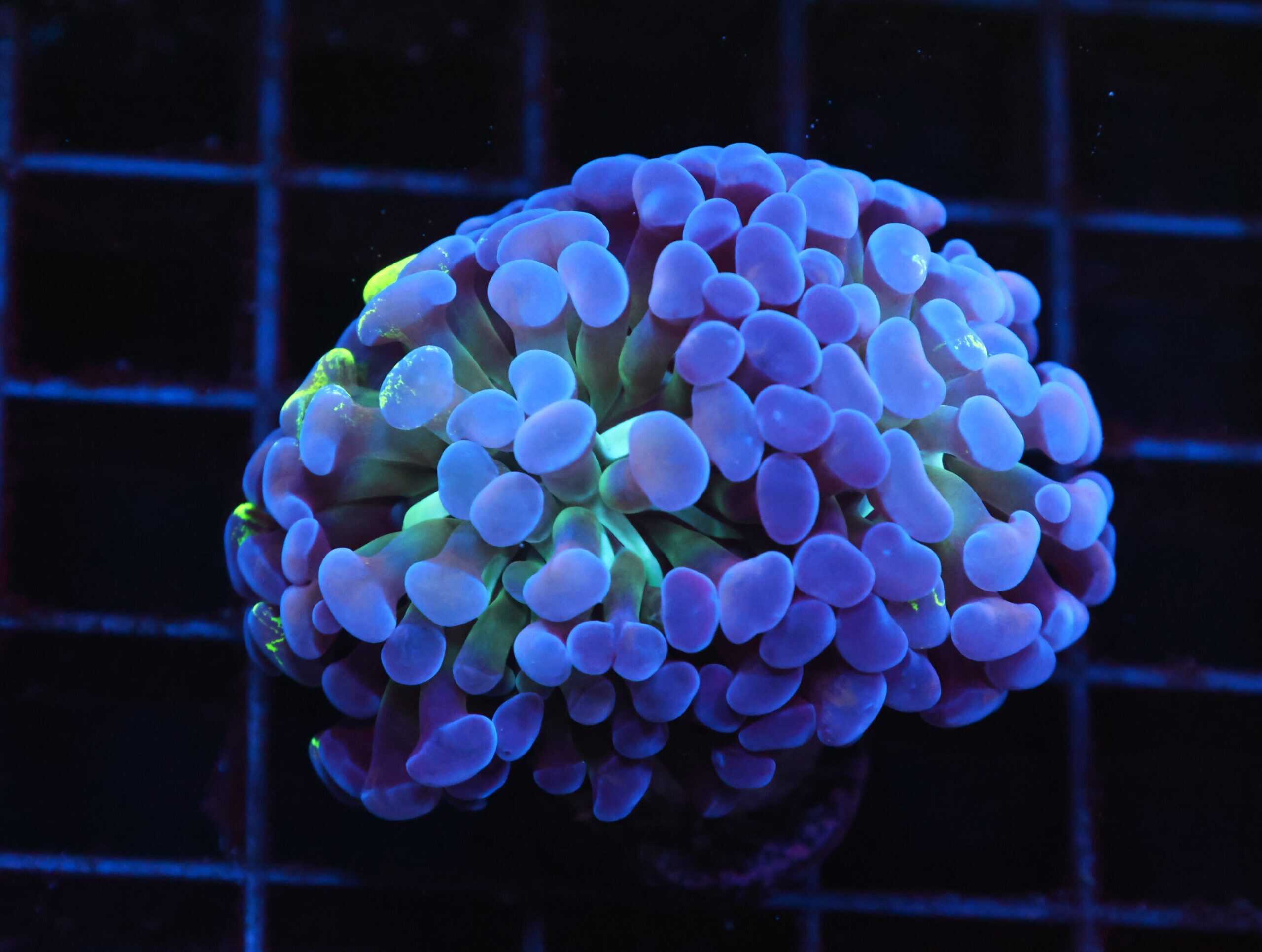 J18 - INDO HAMMER BRANCH PURPLE PRINCESS 2 HEAD