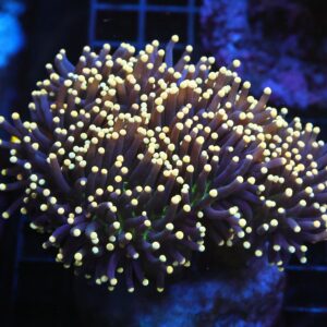 J21 - INDO TORCH BLACK LIGHT 7 HEAD