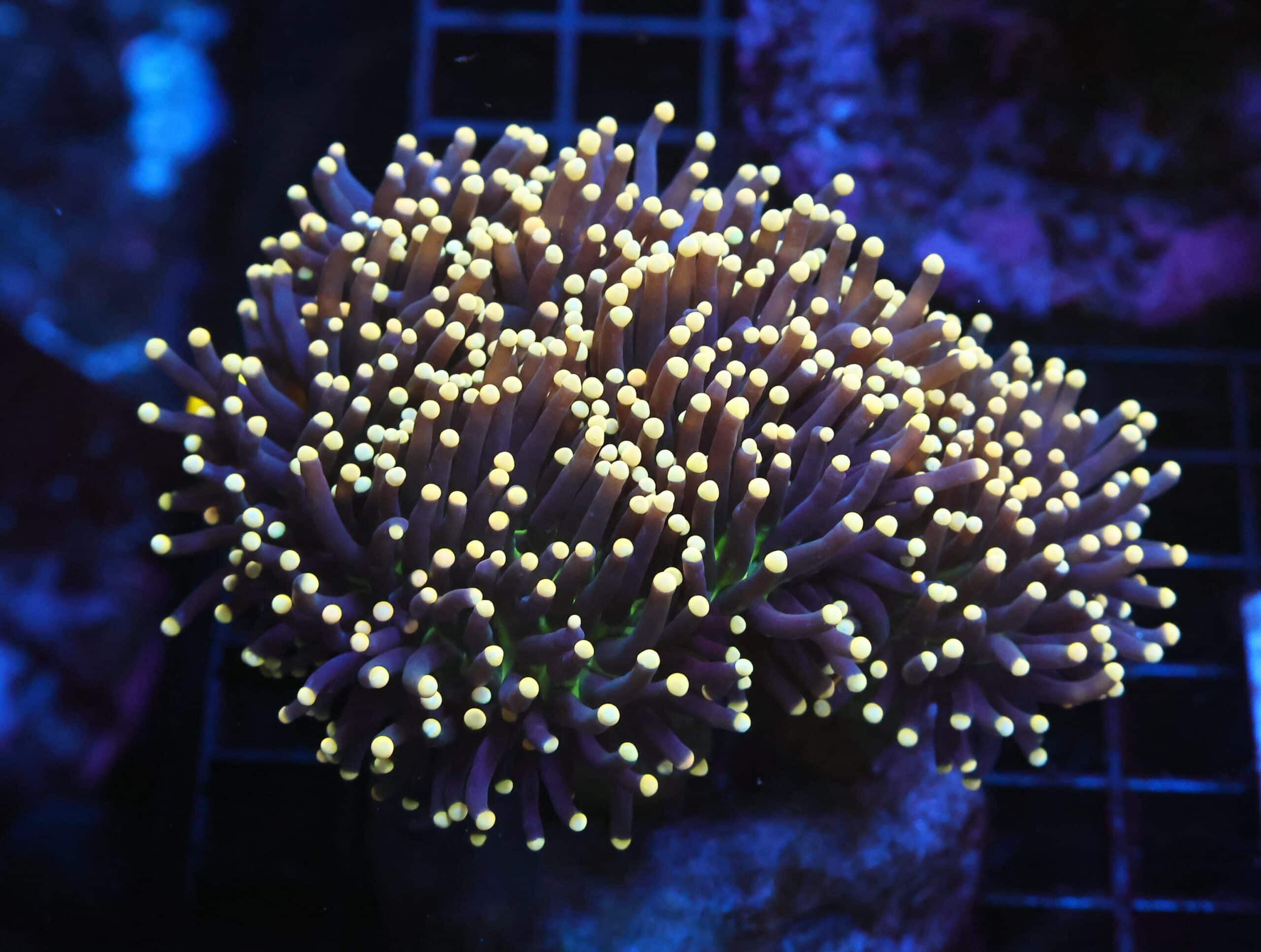 J21 - INDO TORCH BLACK LIGHT 7 HEAD