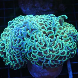 J28 - INDO HAMMER WALL GOLD STEM