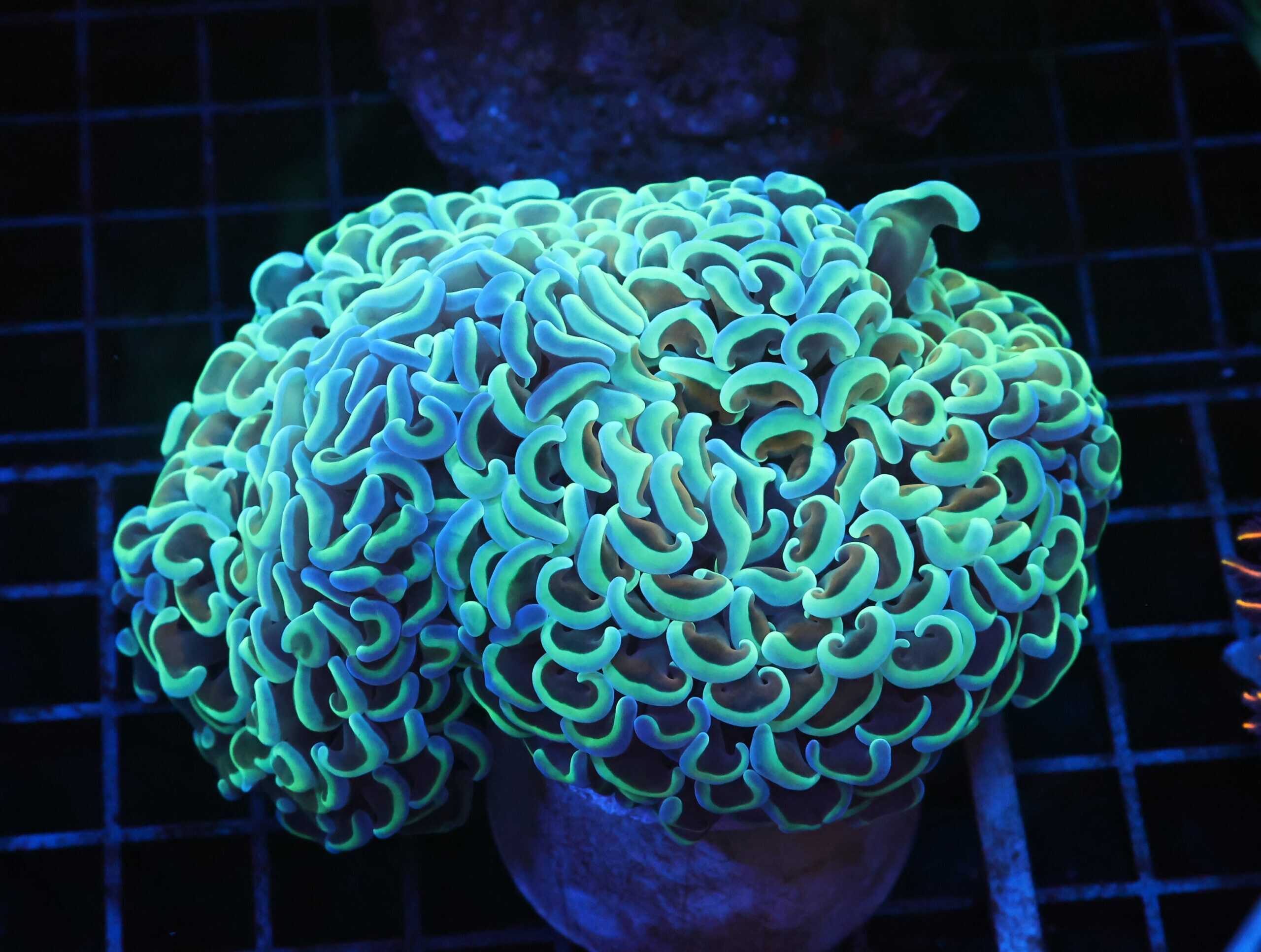 J28 - INDO HAMMER WALL GOLD STEM