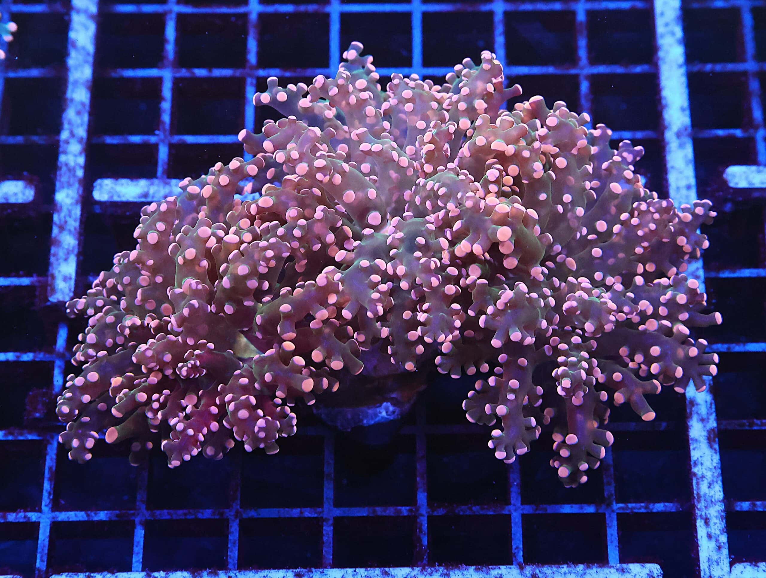 J34 - INDO FROGSPAWN BRANCH ORANGE 3 HEAD