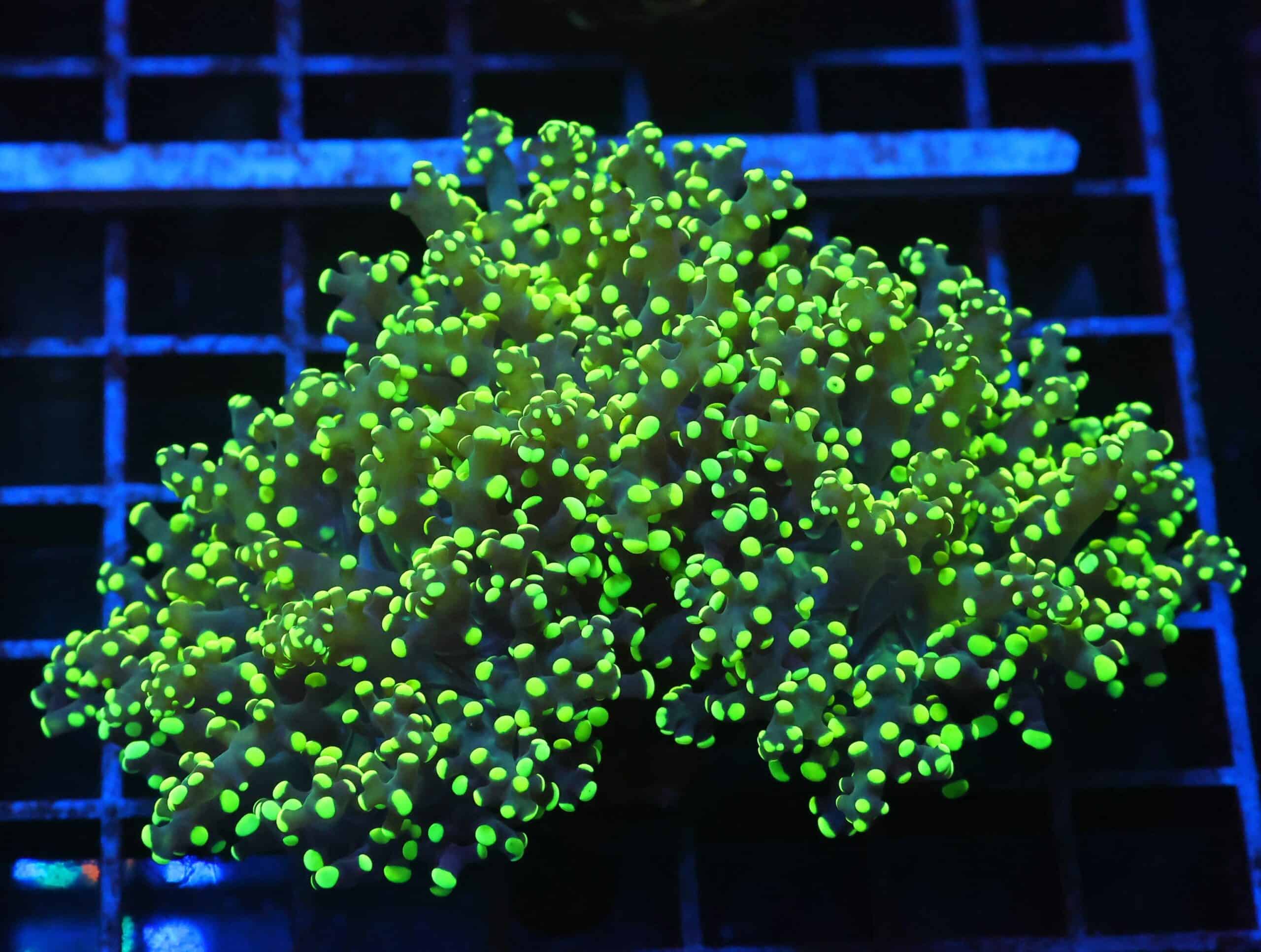 J36 - INDO FROGSPAWN BRANCH GAMMA RAY 3 HEAD