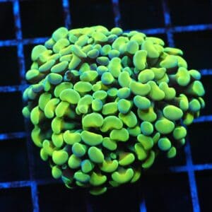 J42 - INDO HAMMER BRANCH GOLD 3 HEAD