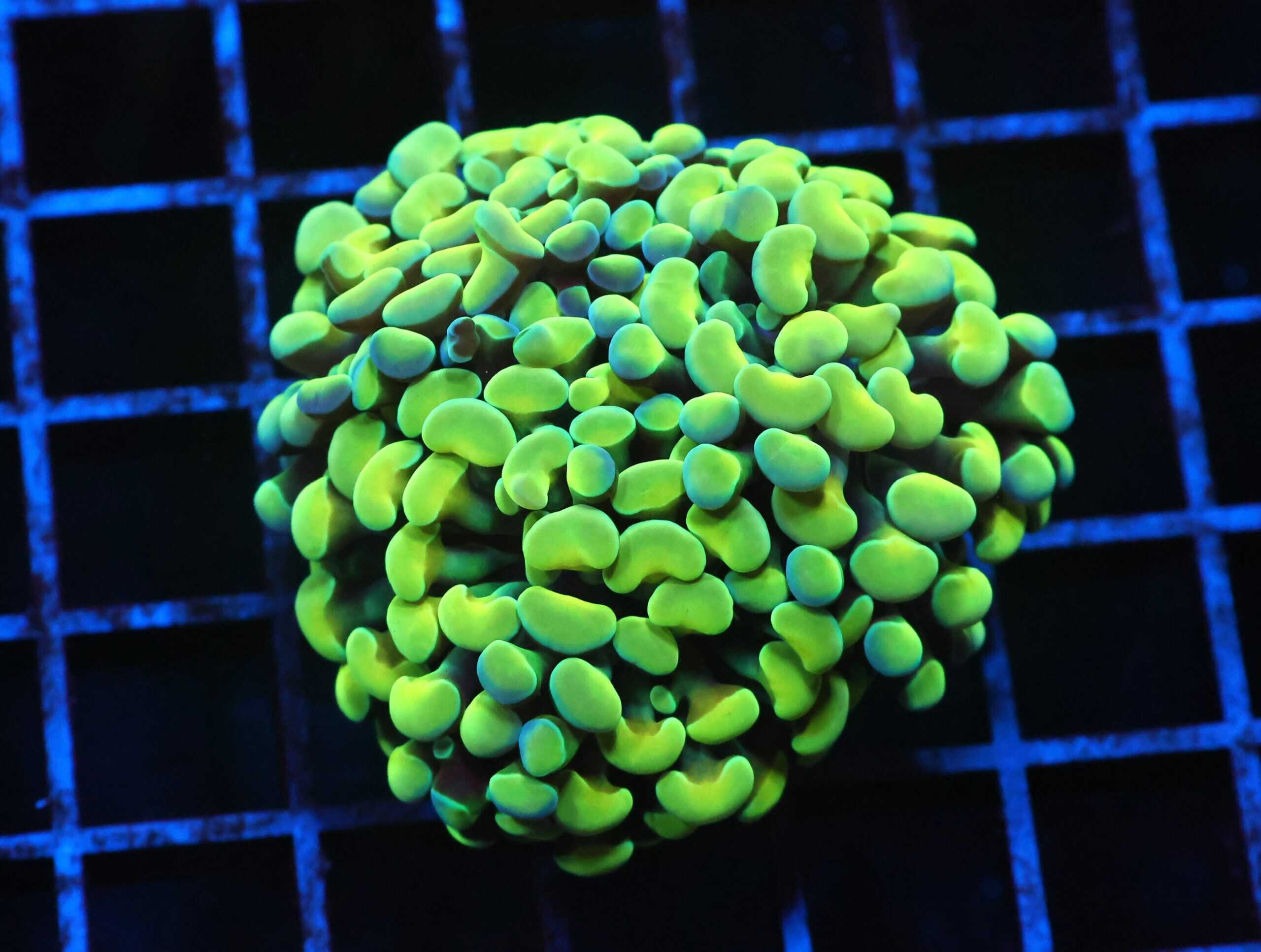 J42 - INDO HAMMER BRANCH GOLD 3 HEAD