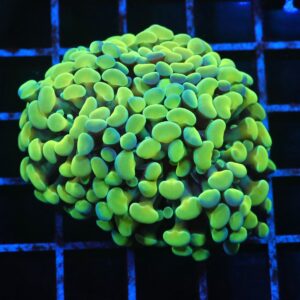 J43 - INDO HAMMER BRANCH GOLD 3 HEAD