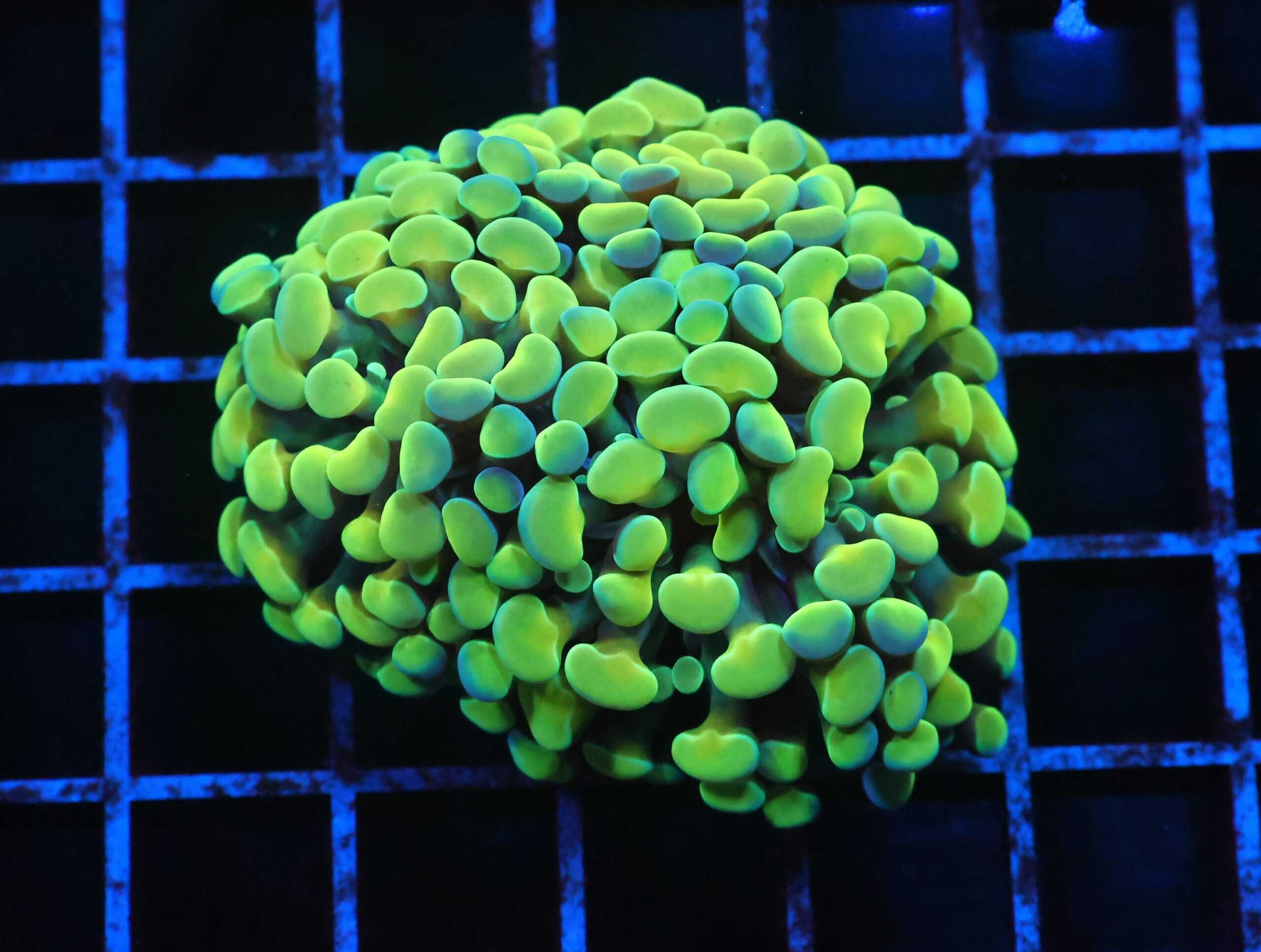 J43 - INDO HAMMER BRANCH GOLD 3 HEAD