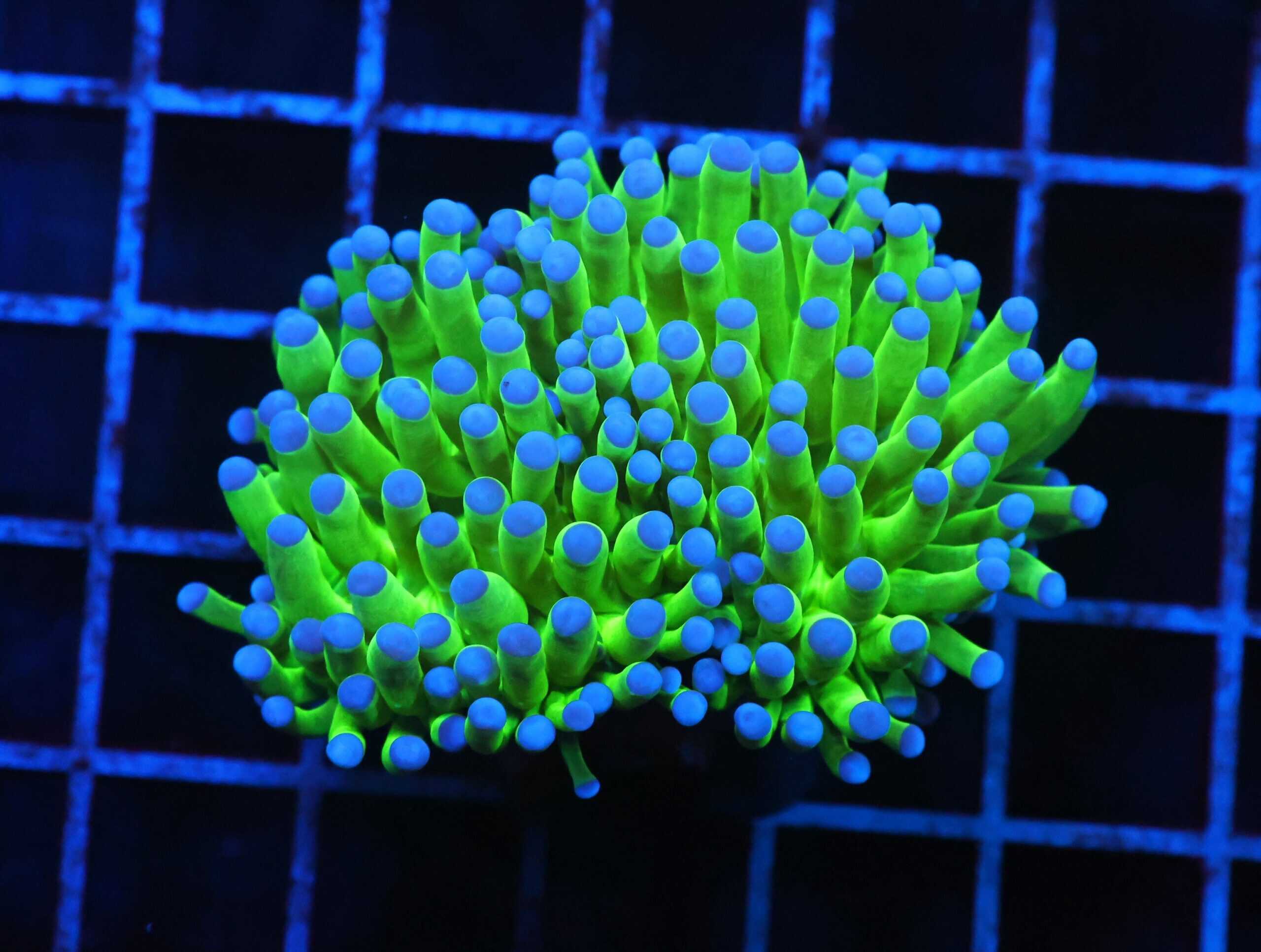 J50 - MALAYSIAN TORCH TOODS 1 HEAD