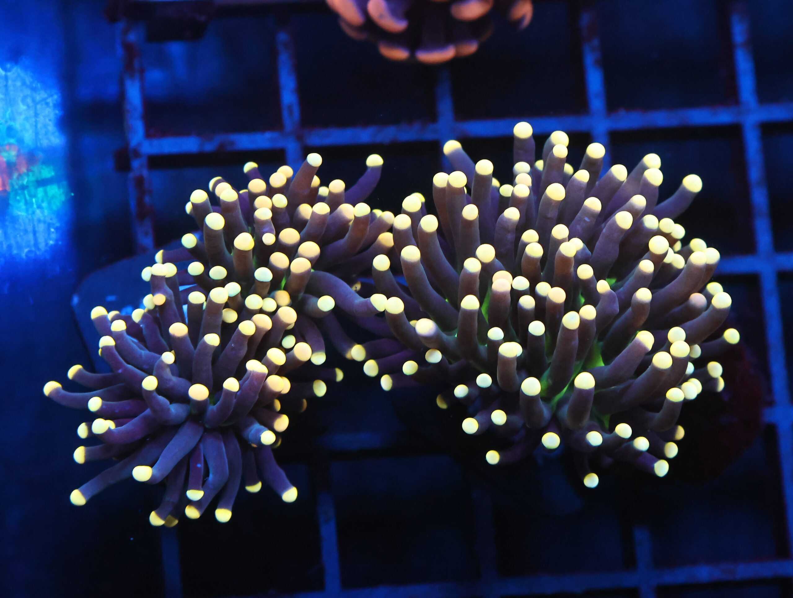 J51 - INDO TORCH BLACK LIGHT 3 HEAD