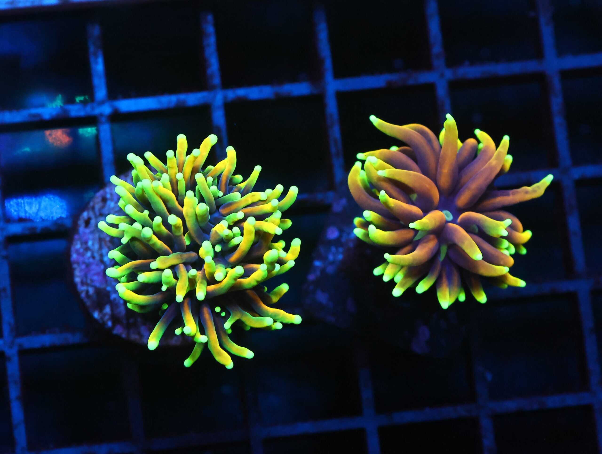 J54 - 2PK TORCH HELLFIRE 2 HEAD TOTAL