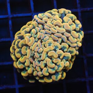 J55 - INDO HAMMER BRANCH GOLD 2 HEAD