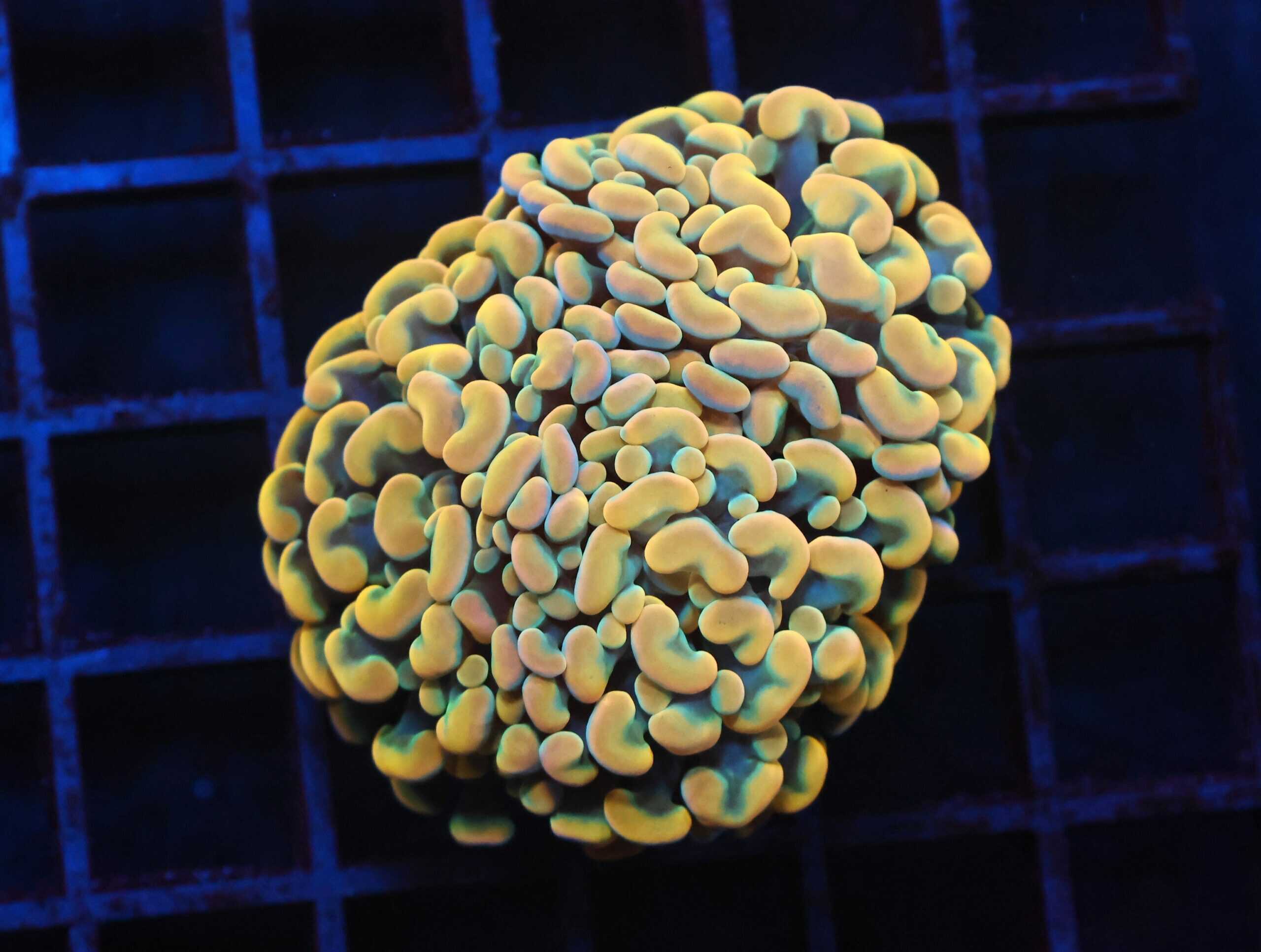 J55 - INDO HAMMER BRANCH GOLD 2 HEAD