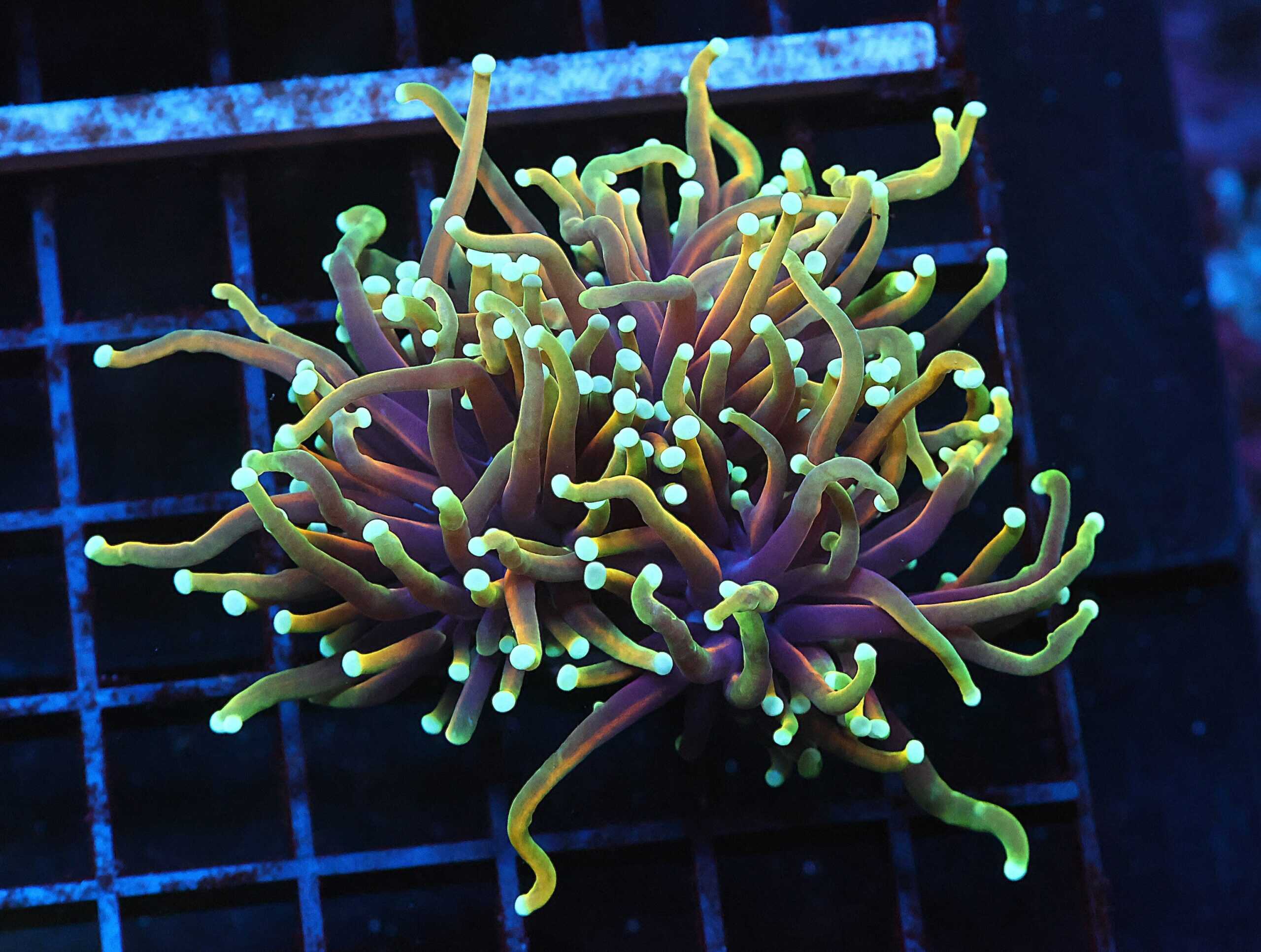 J60 - INDO TORCH HELLFIRE 2 HEAD