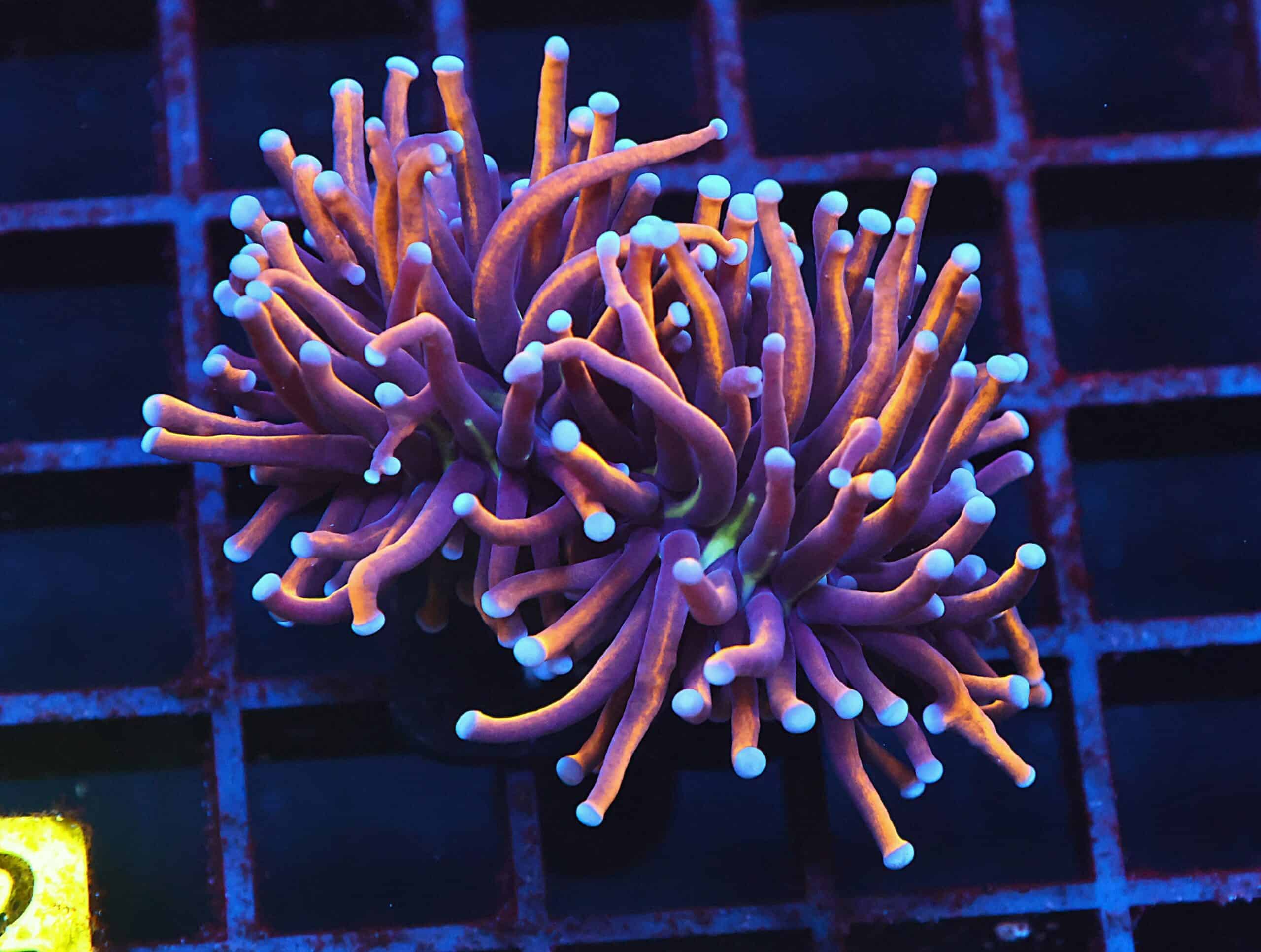 J62 - INDO TORCH GOLD VARIANT 2 HEAD