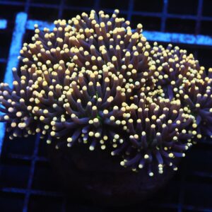 J63 - INDO TORCH BLACK LIGHT 8 HEAD