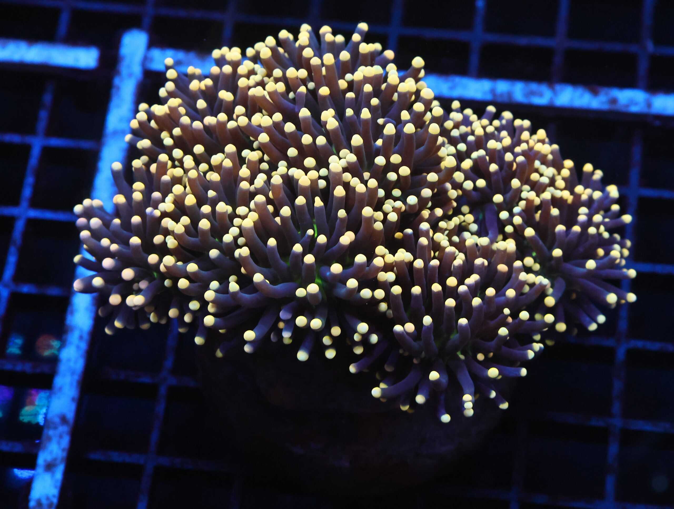 J63 - INDO TORCH BLACK LIGHT 8 HEAD