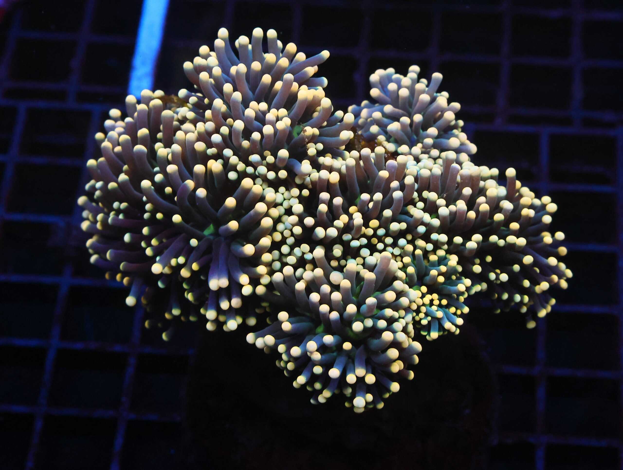 J67 - INDO TORCH BLACK LIGHT 8 HEAD