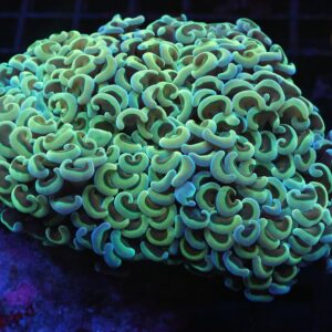 J71 - INDO HAMMER WALL GOLD