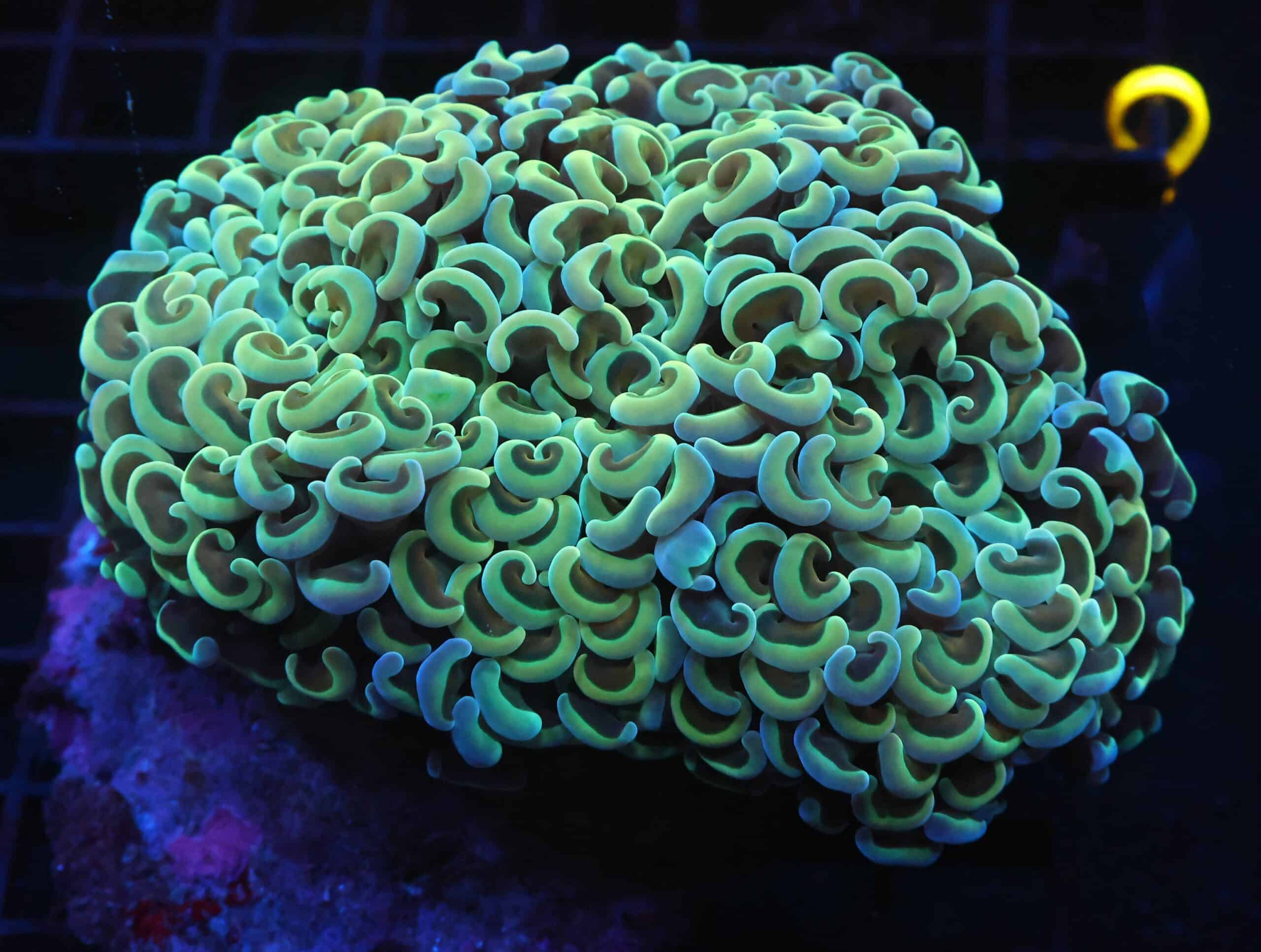 J71 - INDO HAMMER WALL GOLD