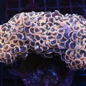 J75 - INDO HAMMER WALL GOLD