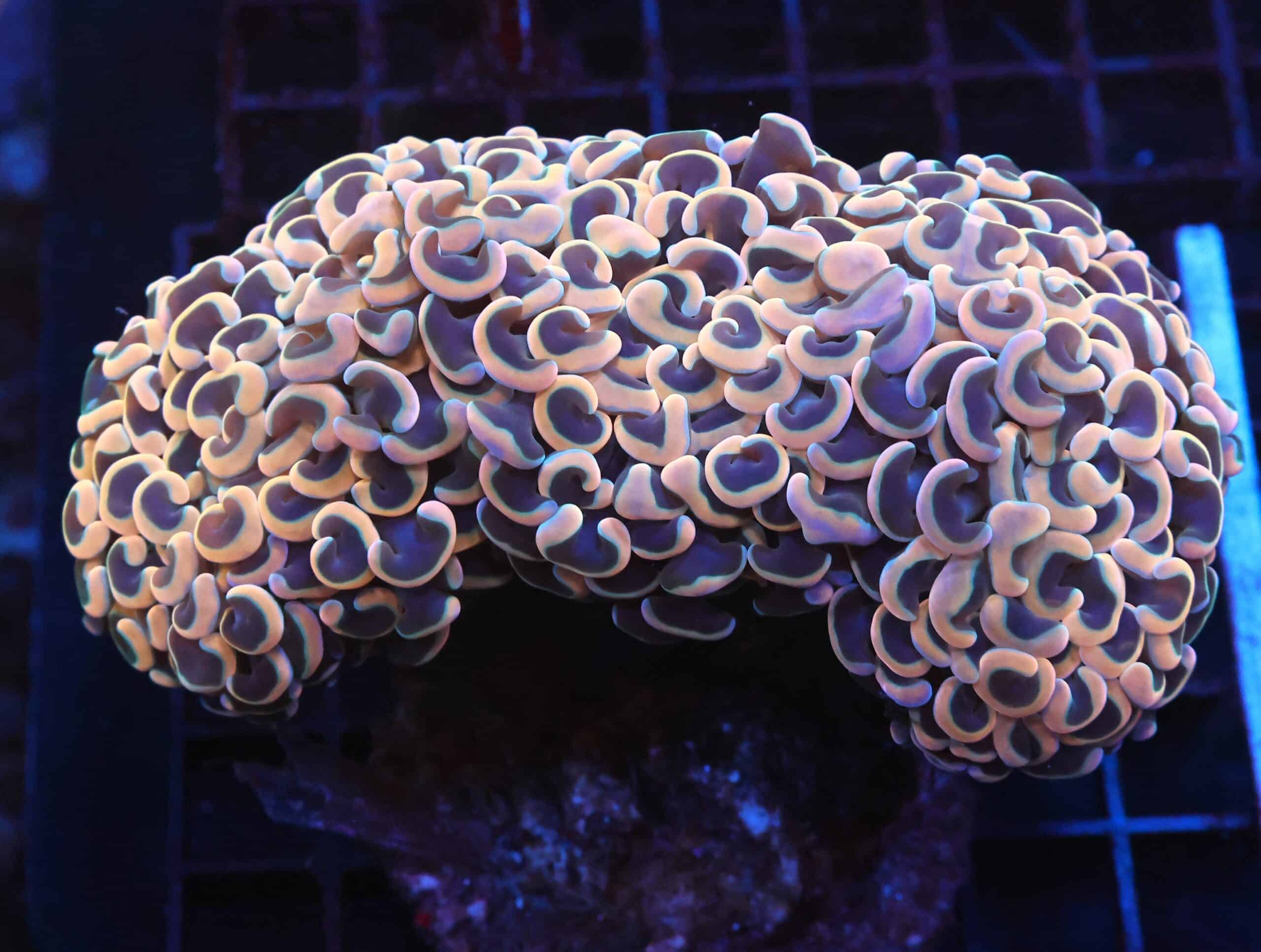 J75 - INDO HAMMER WALL GOLD