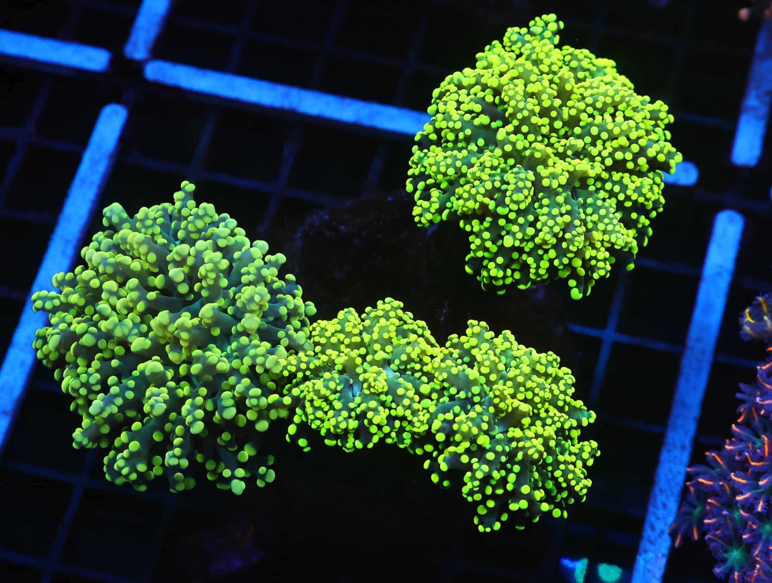 J79 - INDO FROGSPAWN BRANCH GAMMA RAY 4 HEAD