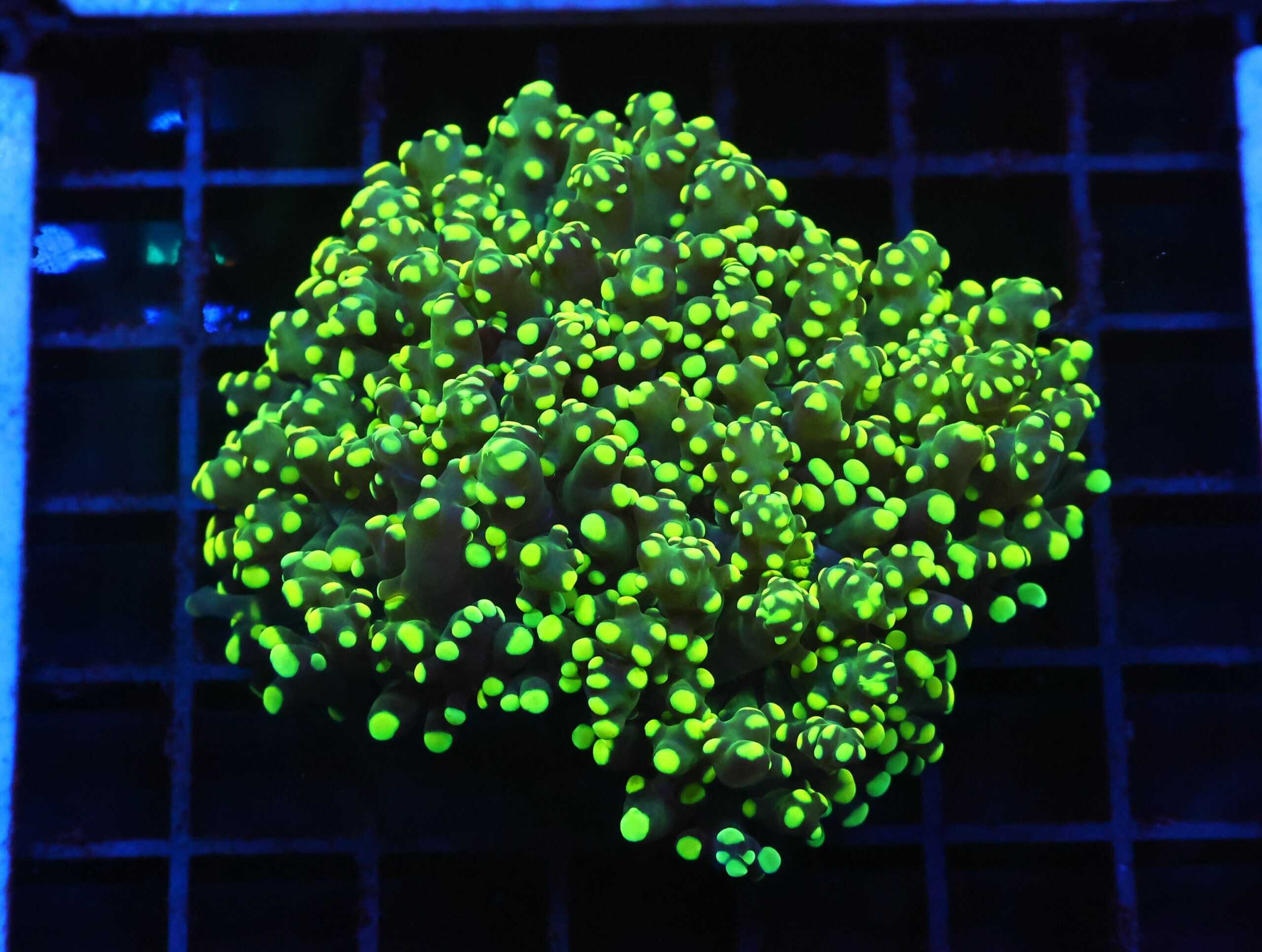 J83 - INDO FROGSPAWN BRANCH GAMMA RAY 2 HEAD