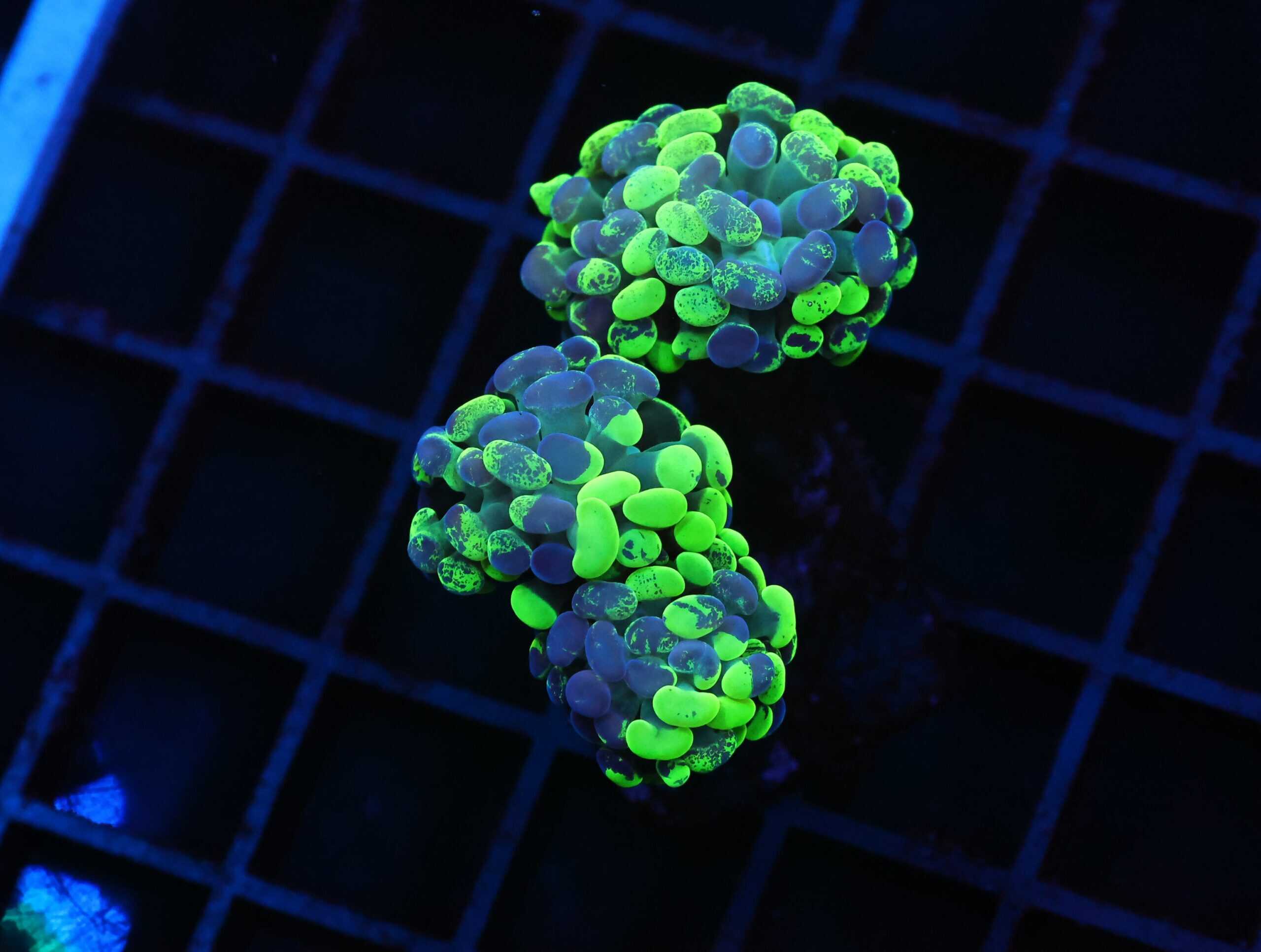 J82 - INDO HAMMER BRANCH TOXIC SPLATTER 3 HEAD