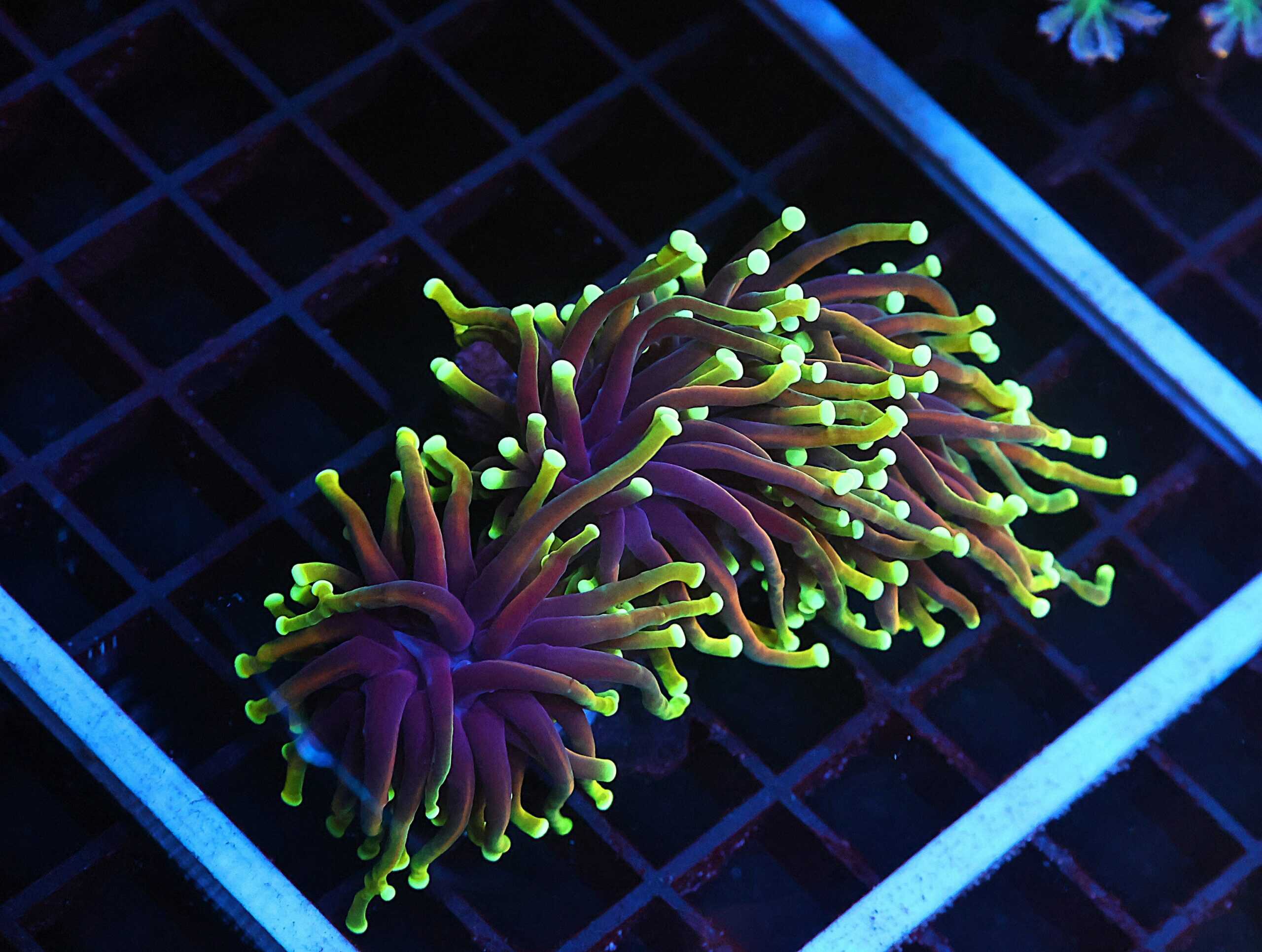 J87 - INDO TORCH DRAGON SOUL 3 HEAD