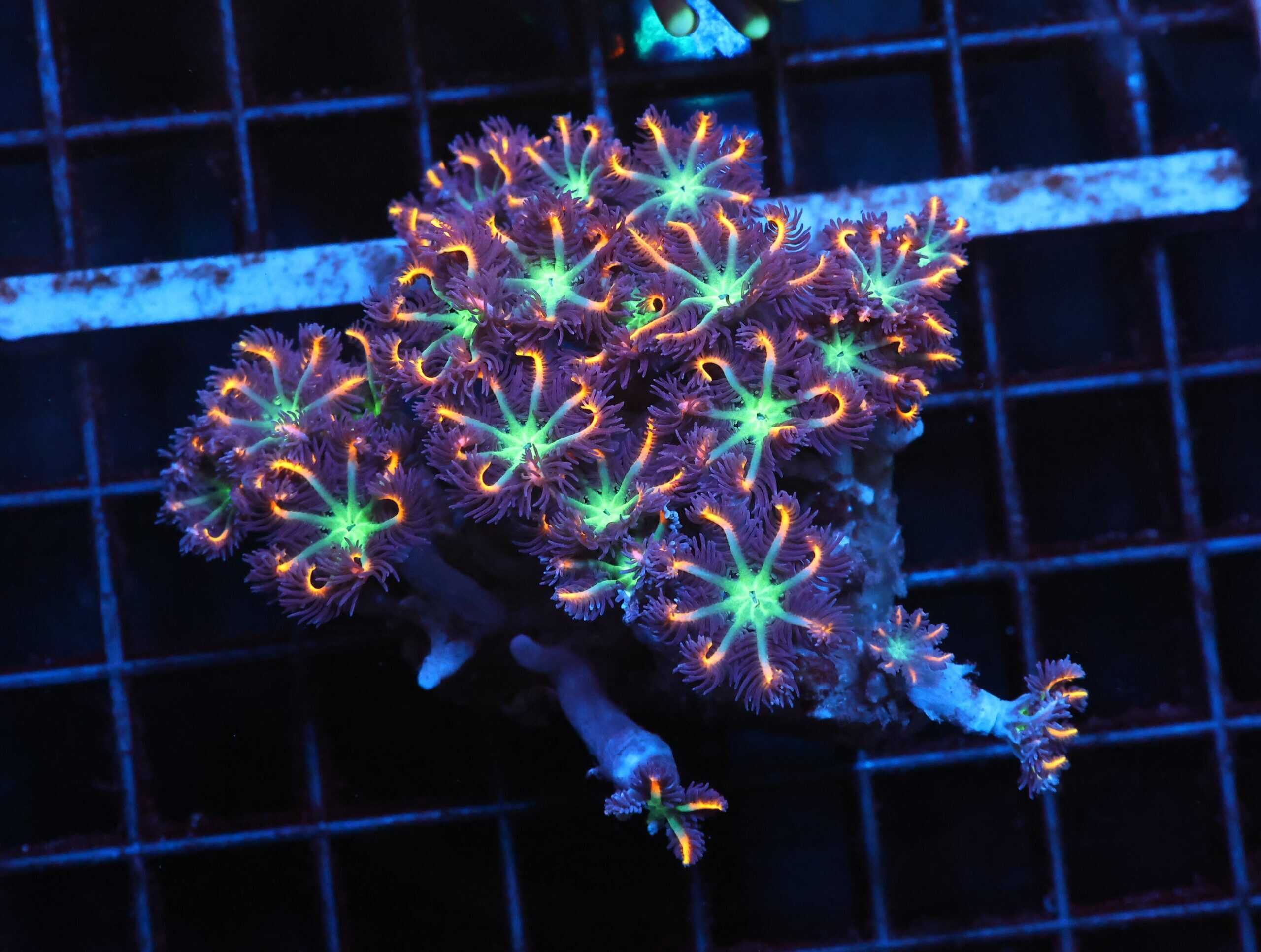 J93 - INDO GLOVE POLYP FIREWORKS