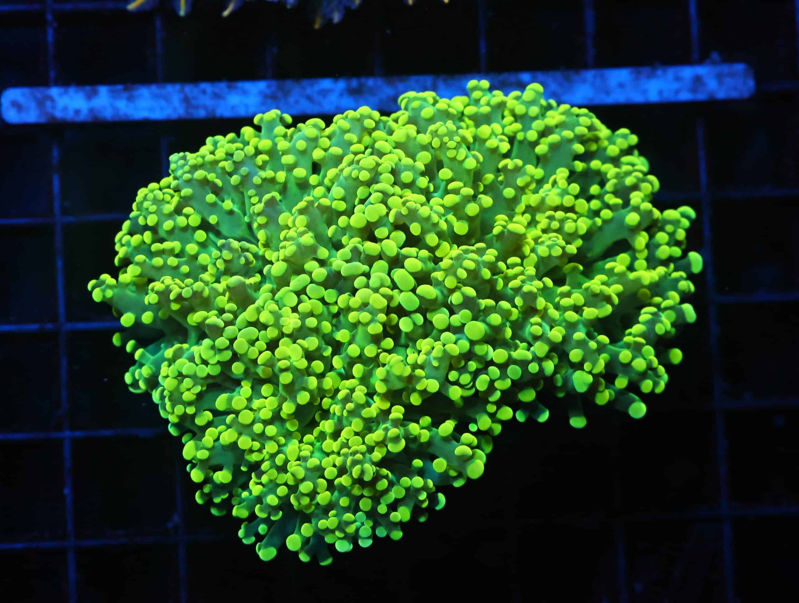 J95 - INDO FROGSPAWN BRANCH GAMMA RAY 3 HEAD