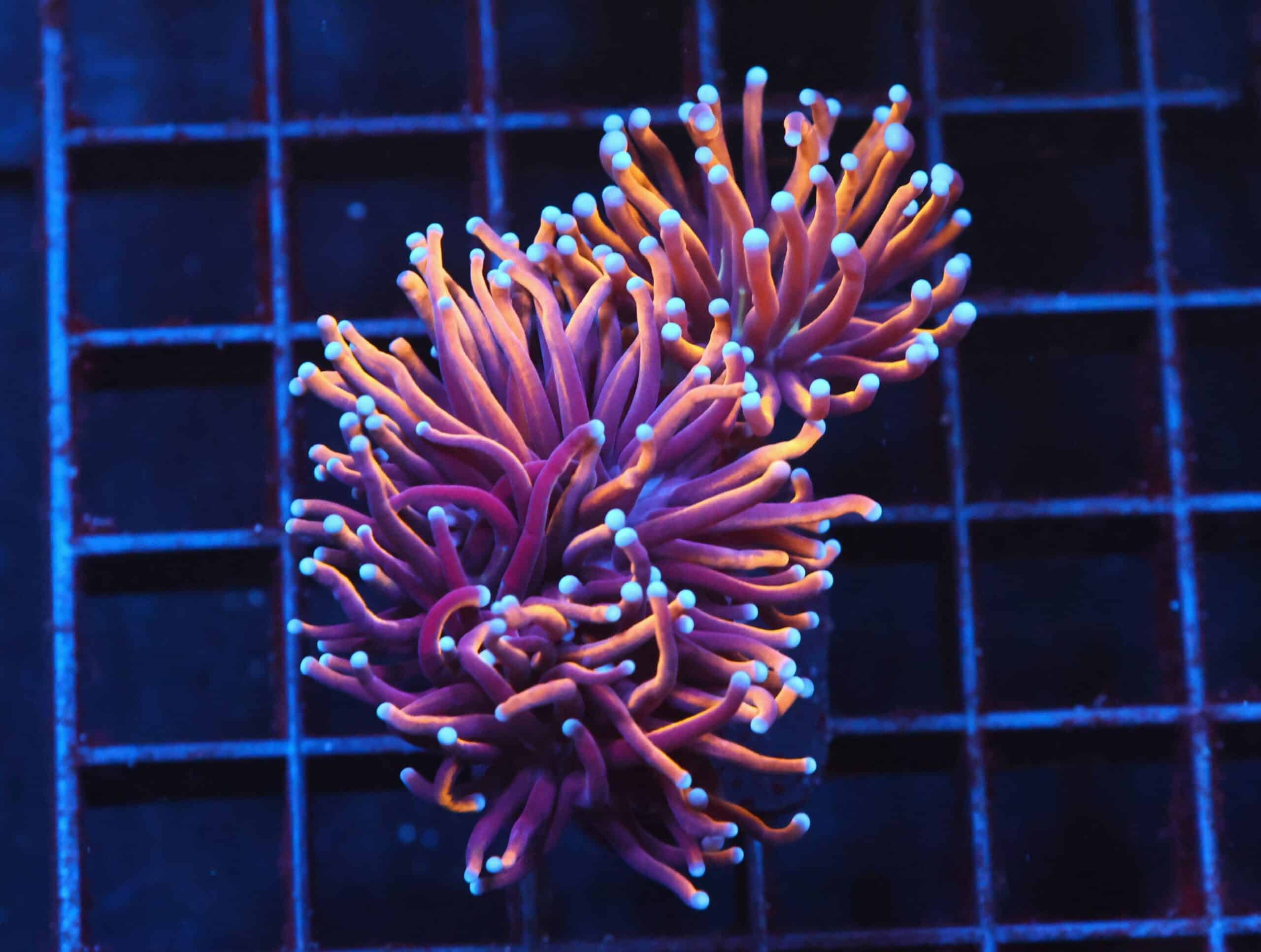 J96 - INDO TORCH GOLD VARIANT 2 HEAD