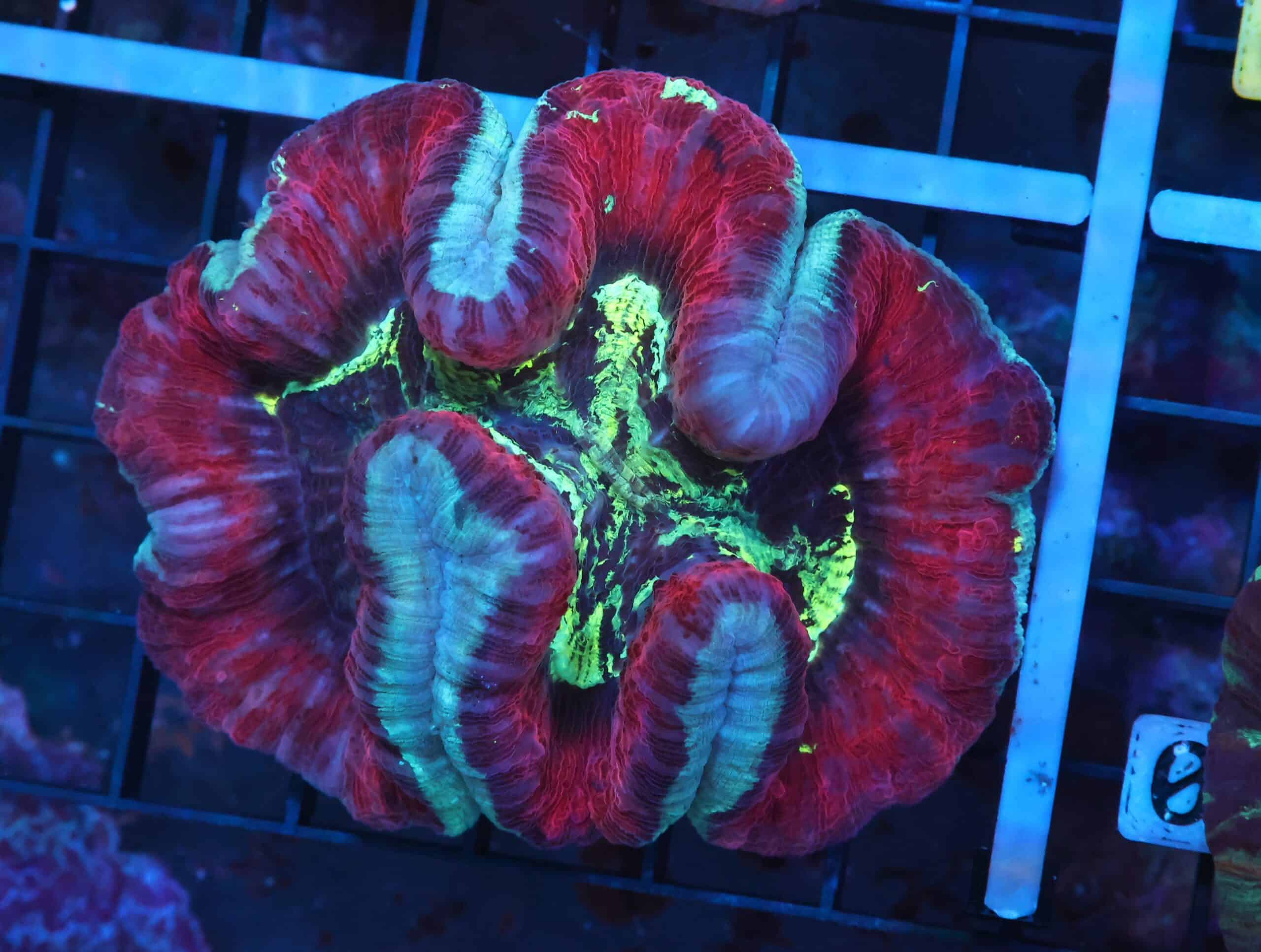 K03 - INDO NUCLEAR BLAST TRACHY