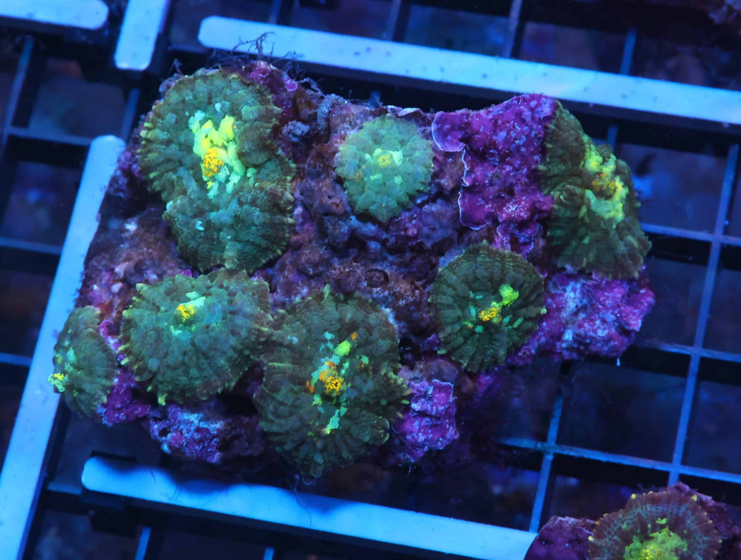 K18 - GOLD BLAST RHODACTIS MUSHROOM