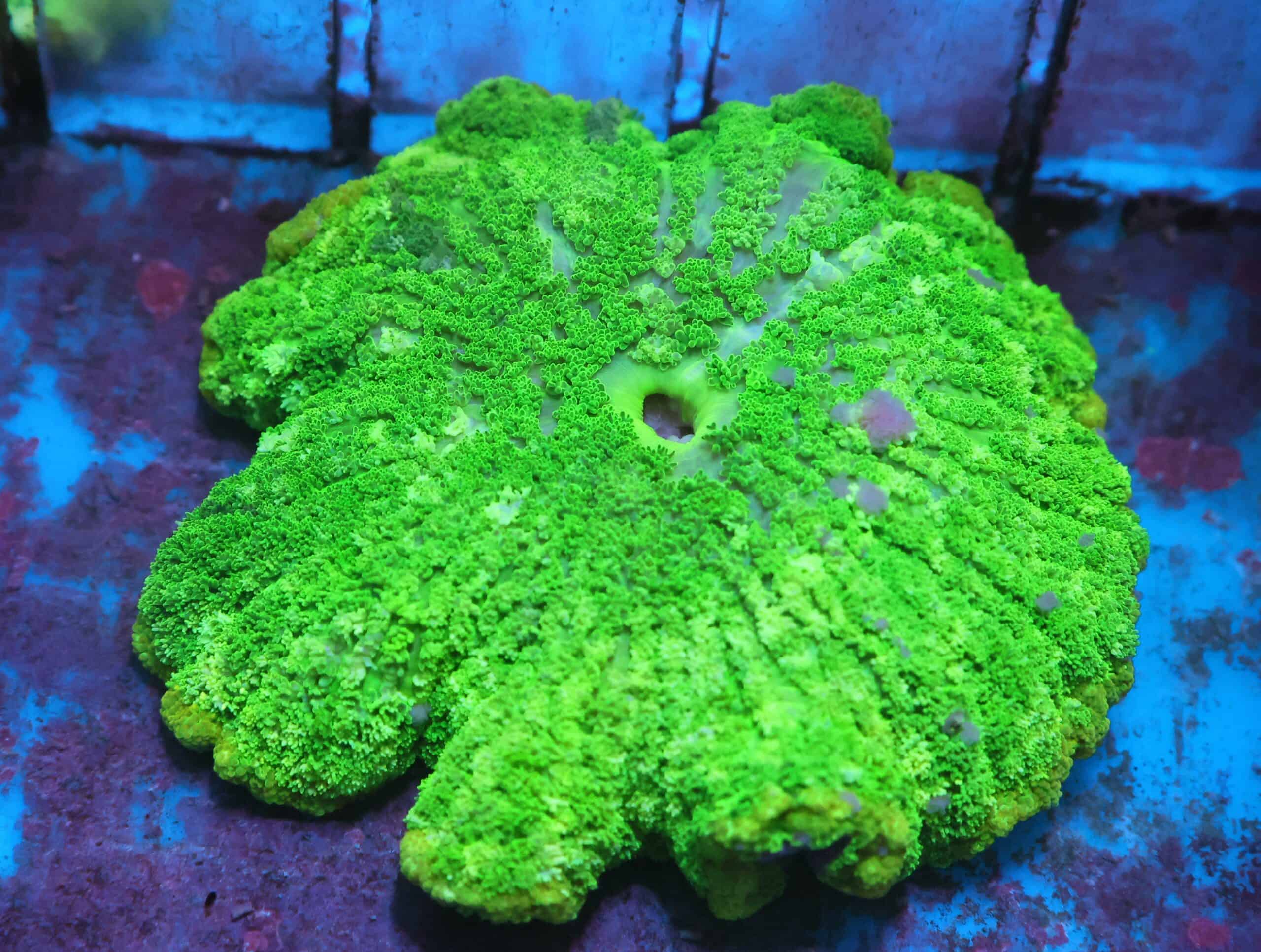 M20 - TOXIC GREEN ADHESIVE ANEMONE