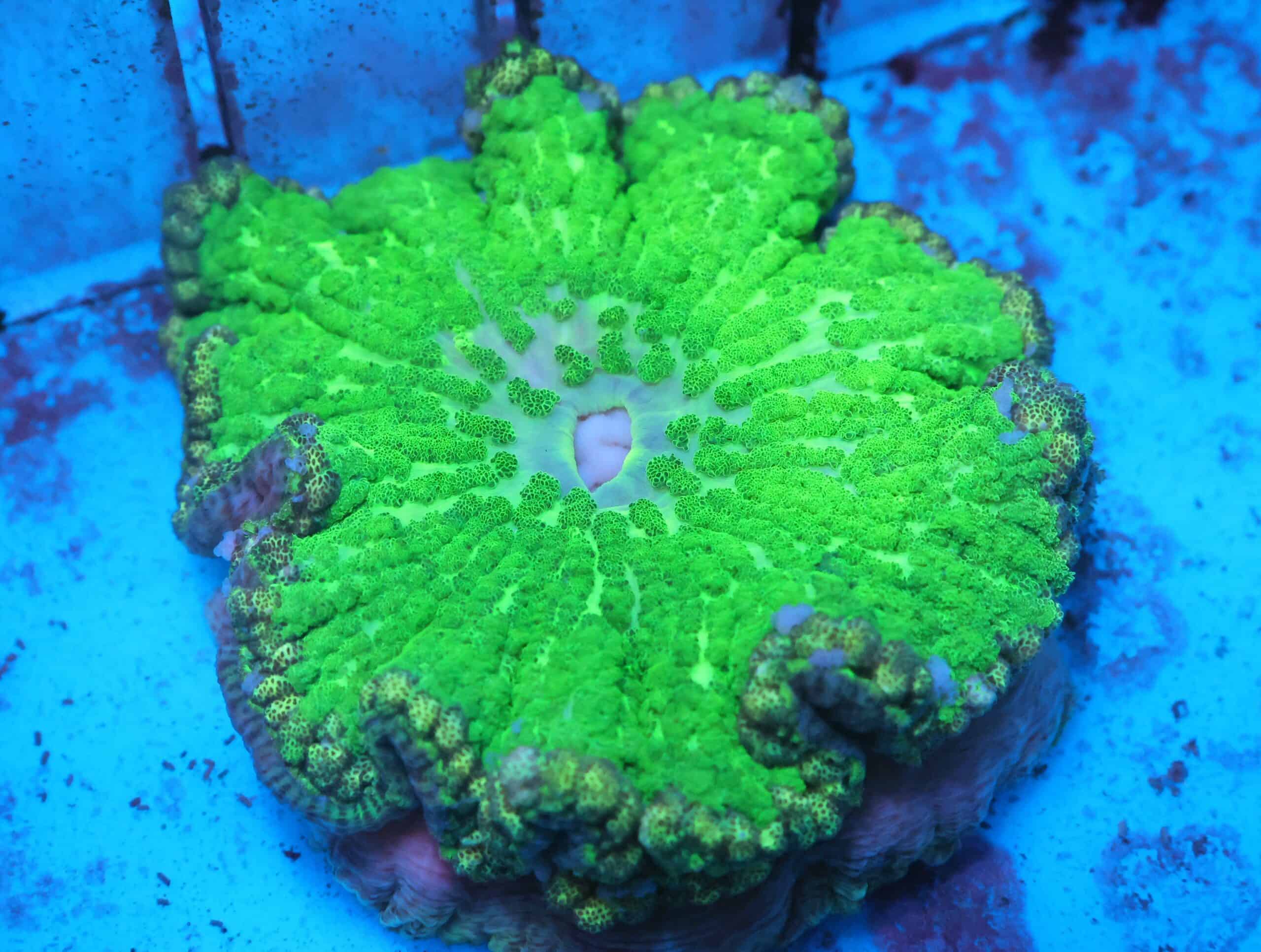 M28 - TOXIC GREEN ADHESIVE ANEMONE