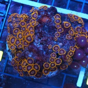 X106 - INDO BLACK HORNET ZOA