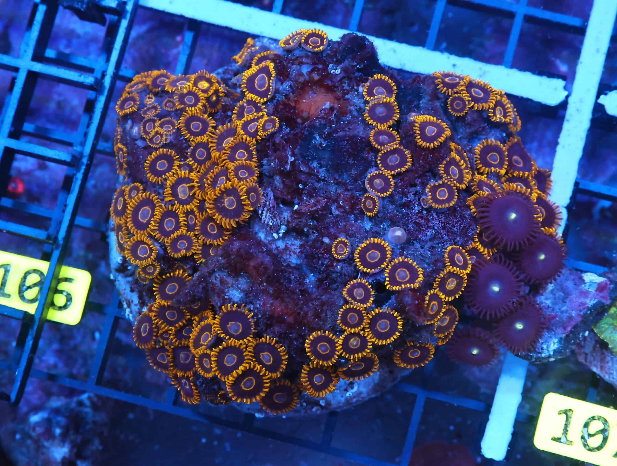 X106 - INDO BLACK HORNET ZOA