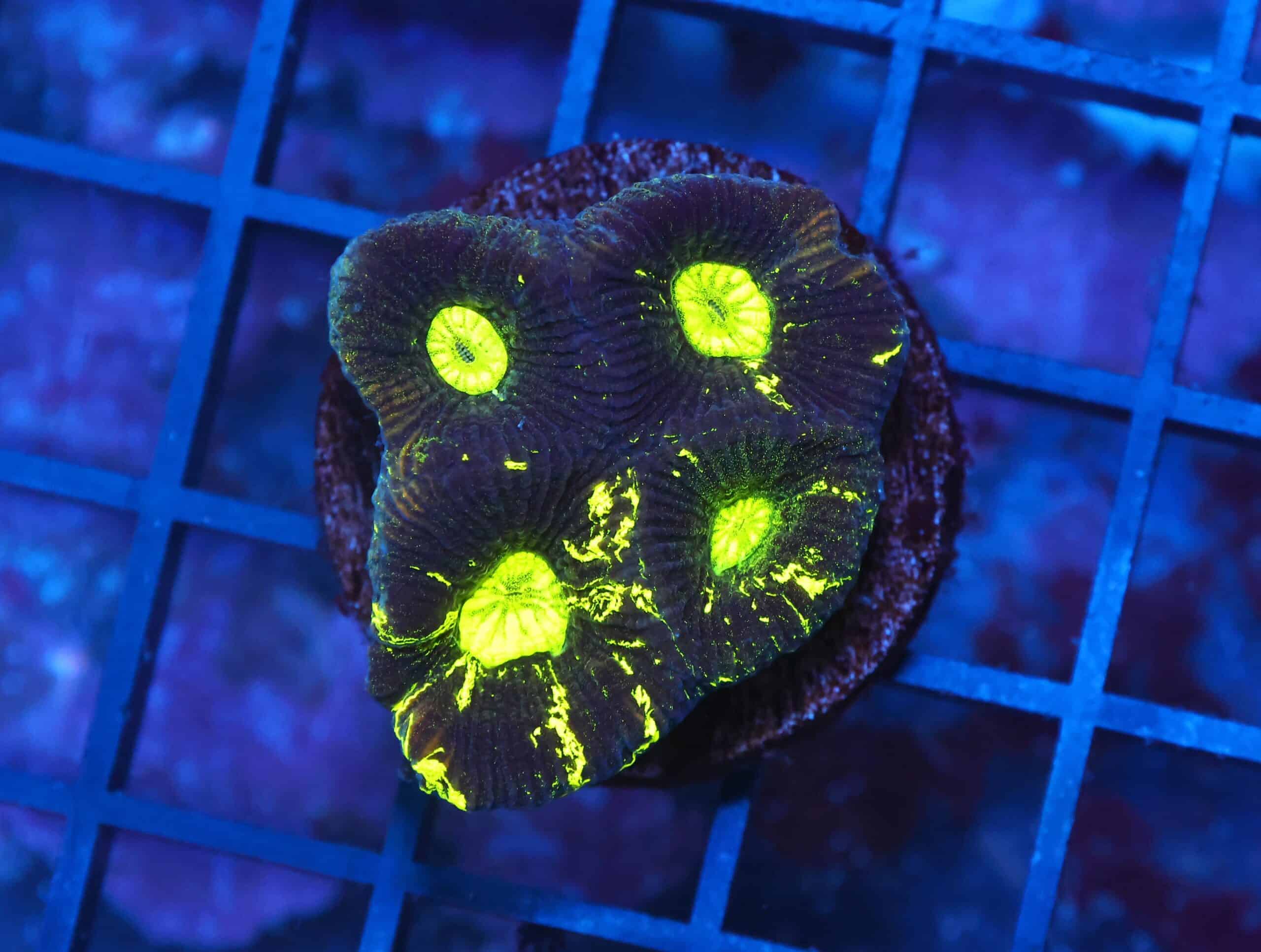 X108 - AUSSIE SPLATTER GONIASTREA CULTURED