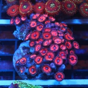 X132 - INDO ROSE ZOA