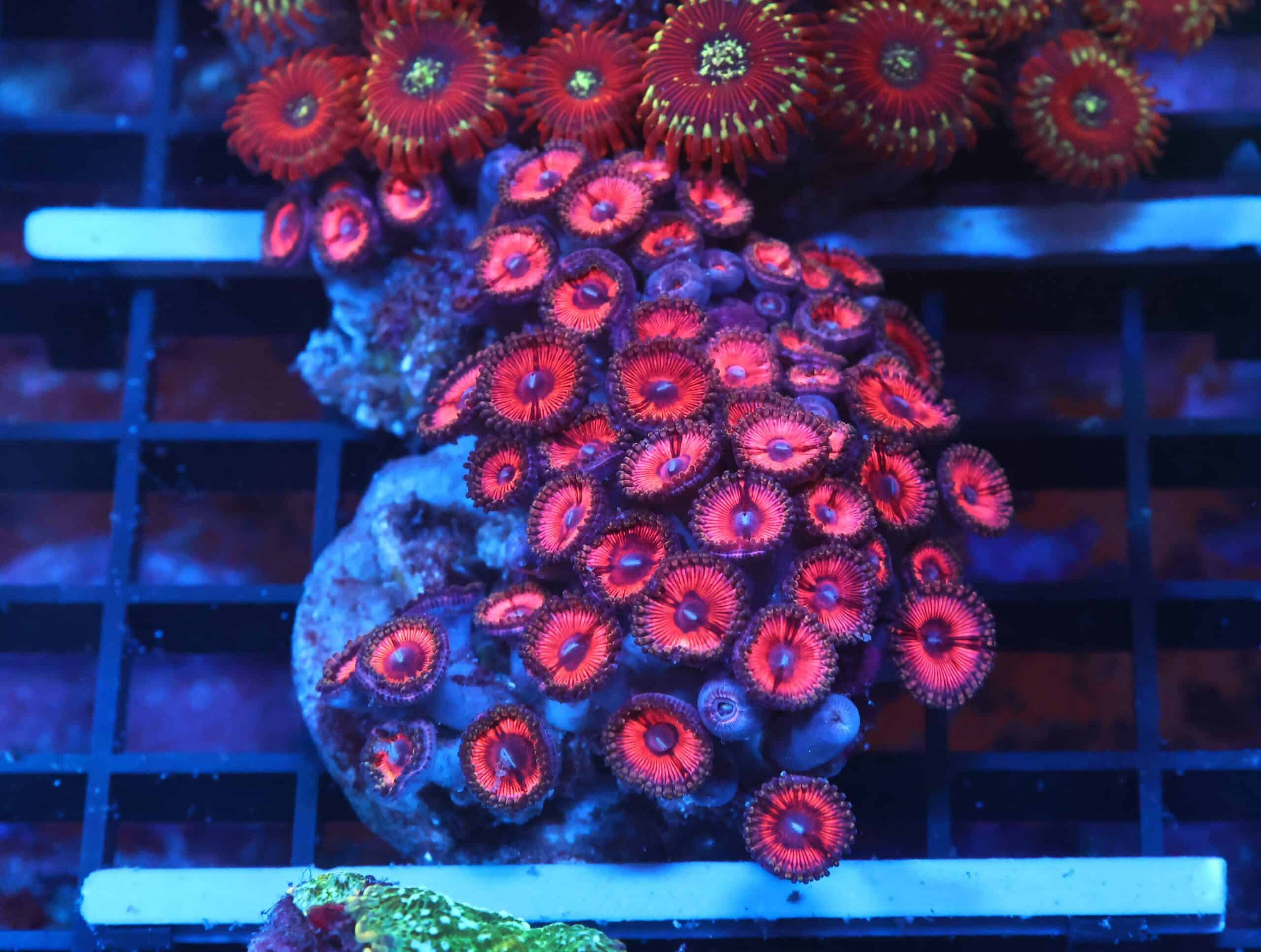 X132 - INDO ROSE ZOA