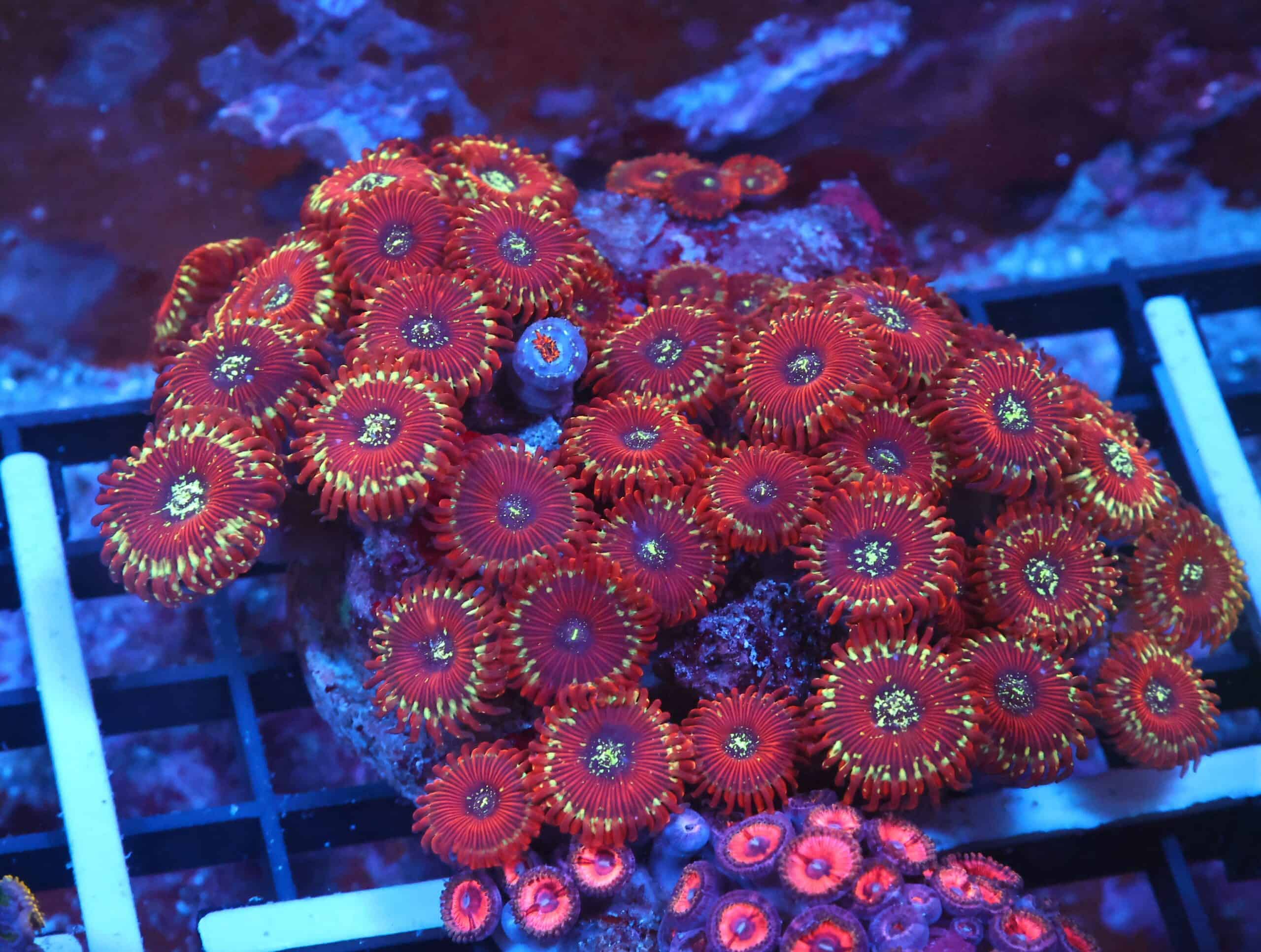 X137 - INDO RED MAGICIAN ZOA