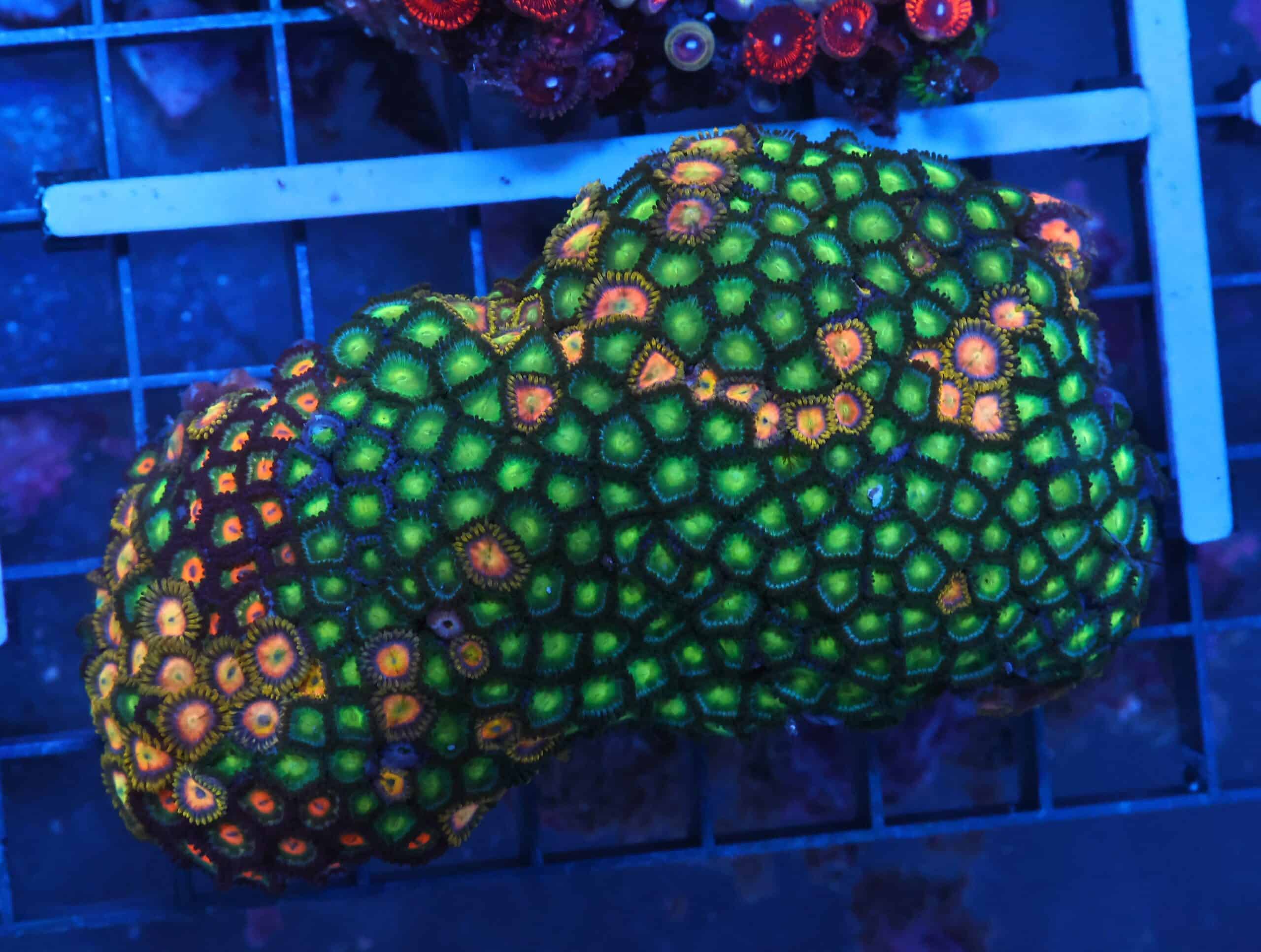 X38 - INDO COMBO ZOA ROCK