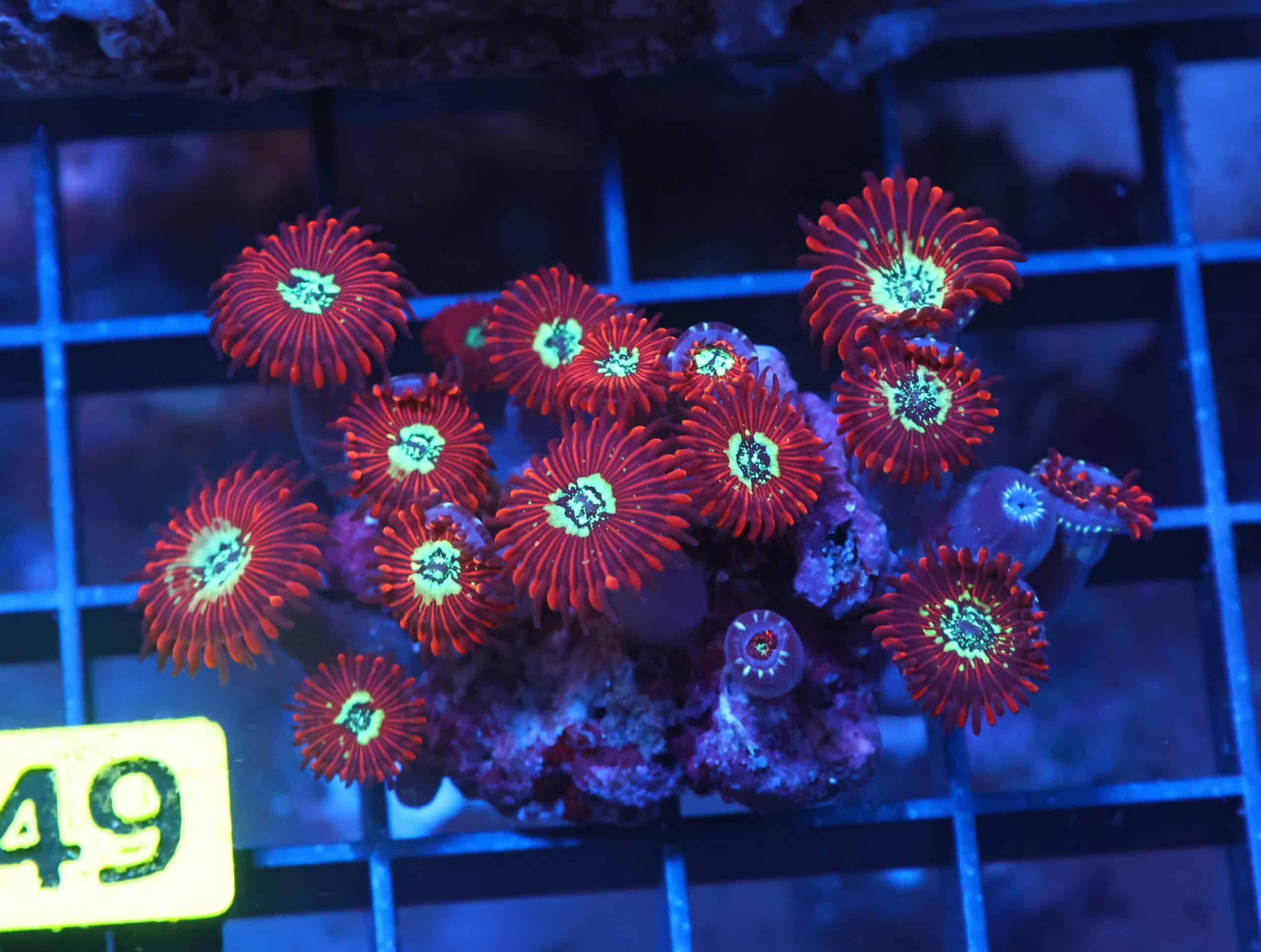 X49 - INDO RED MAGICIAN ZOA