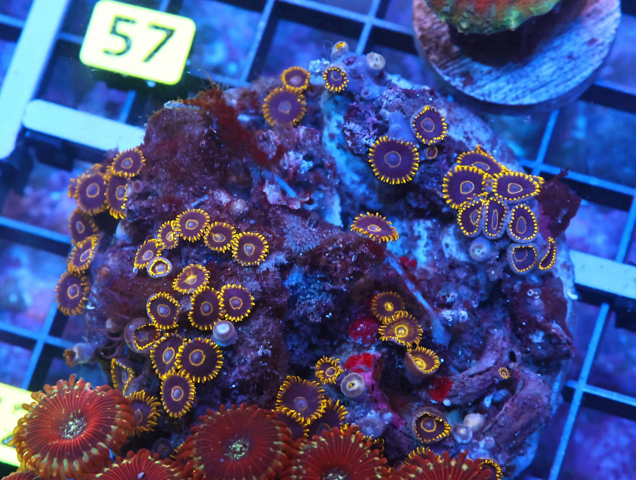 X52 - INDO BLACK HORNET ZOA