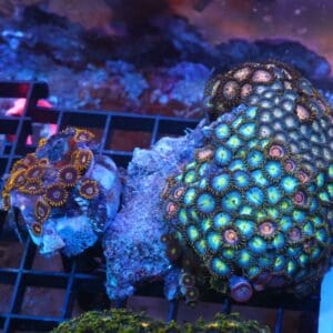 X66 - INDO COMBO ZOA ROCK