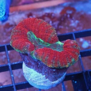 X70 - AUSSIE RAINBOW LOBO CULTURED