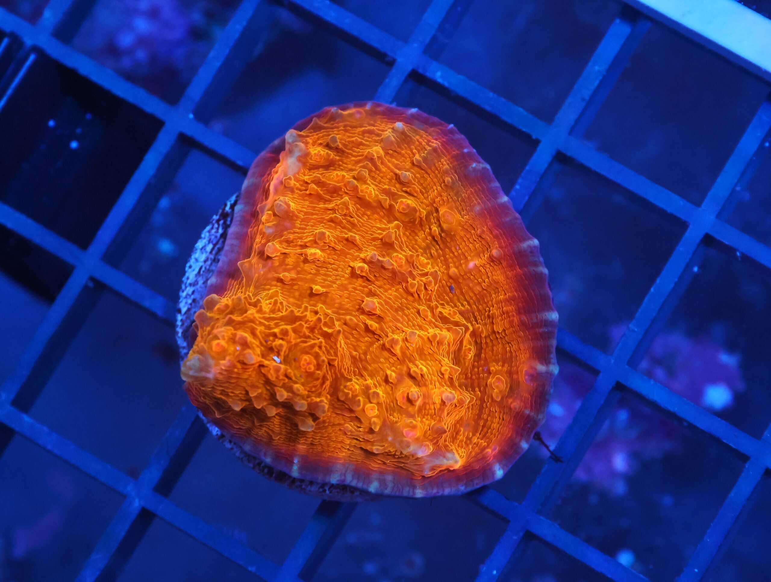 X71 - AUSSIE GOLD CHALICE CULTURED