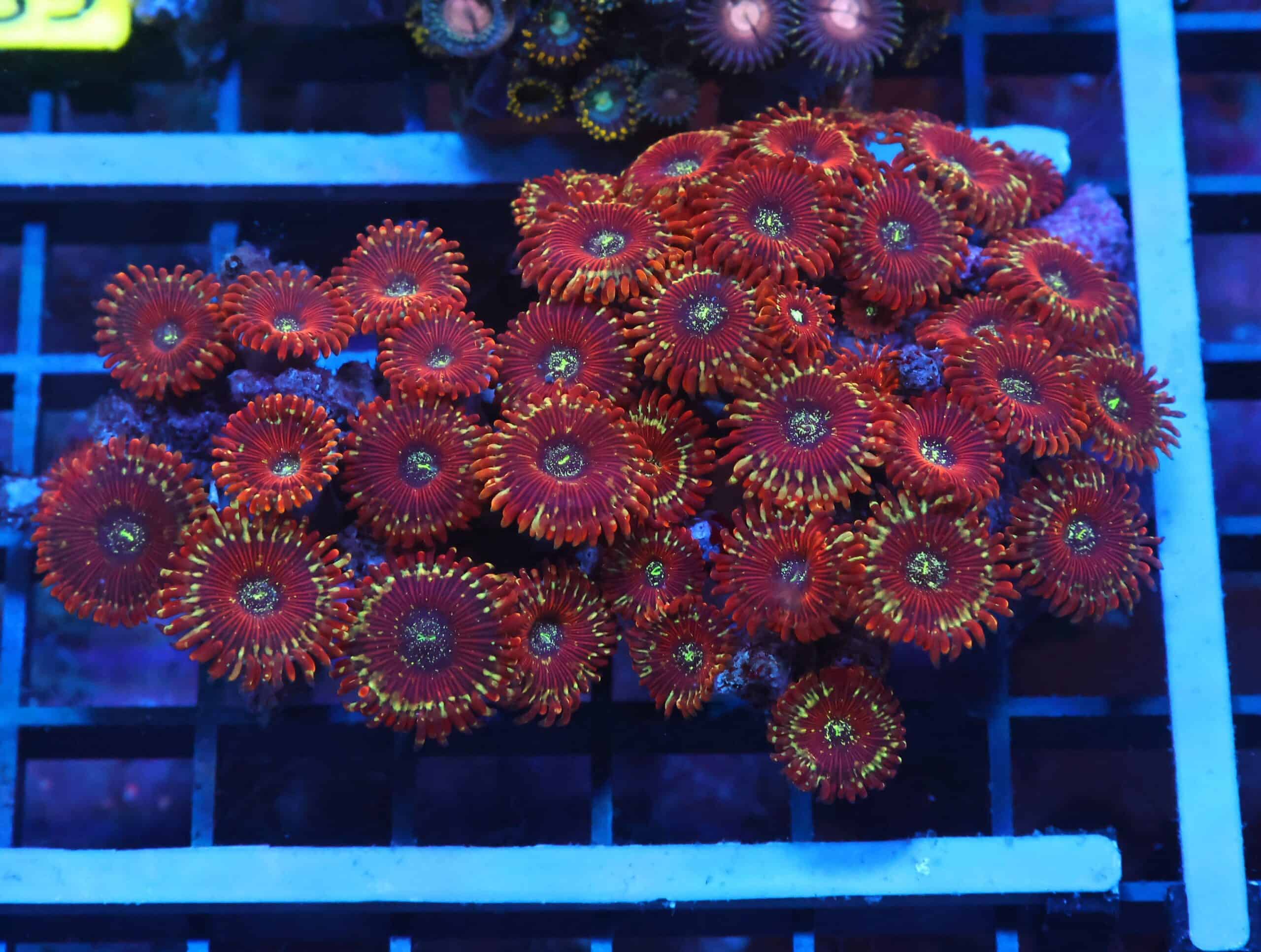 X84 - INDO RED MAGICIAN ZOA